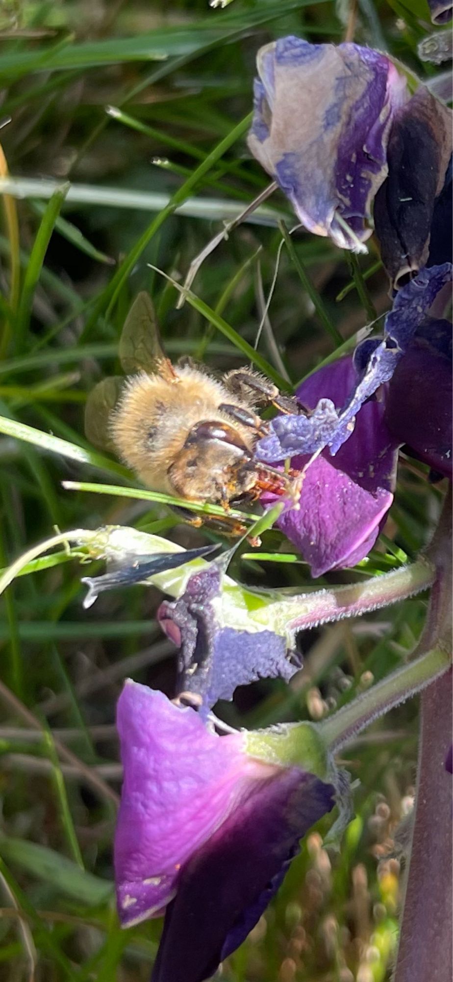 Biene auf lupine in Grossaufnahme