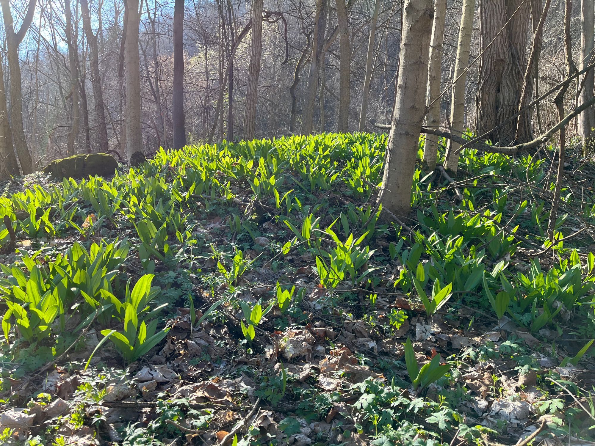 A patch of wild leeks glowing is the sun.