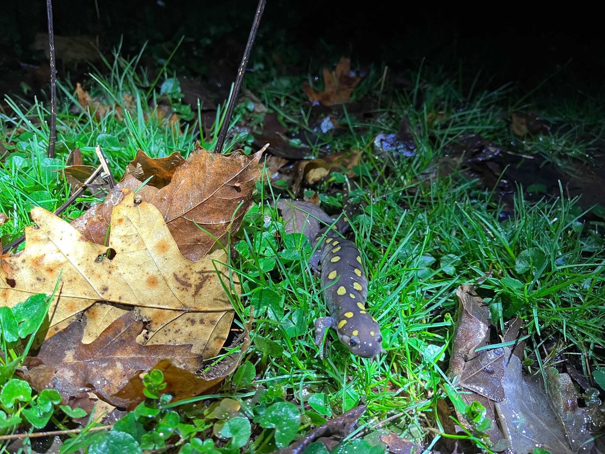 Spotted salamander migrating to a vernal pool