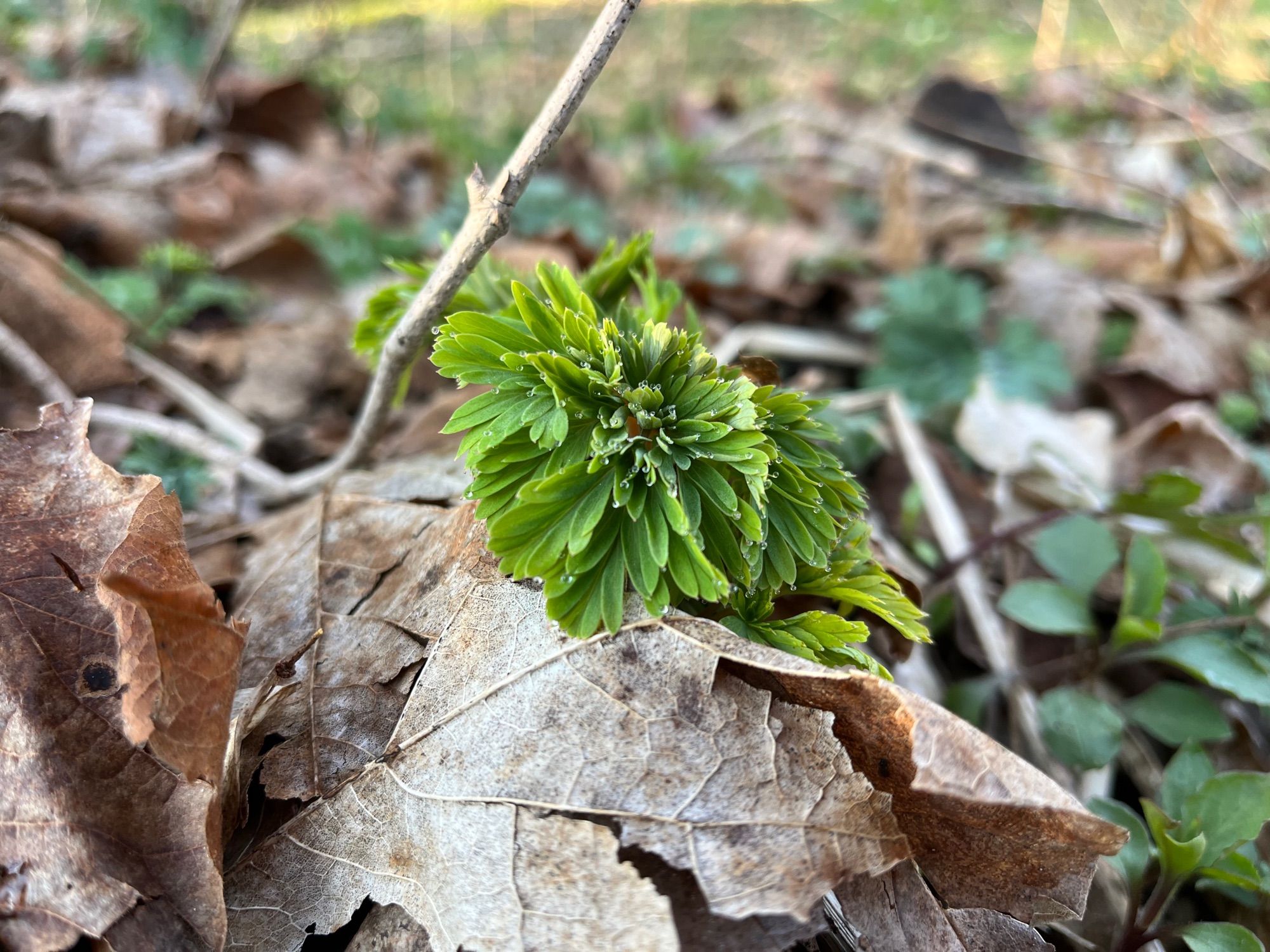 Dicentra spp. emerging from leaf litter. Guttation on the tips of leaves.