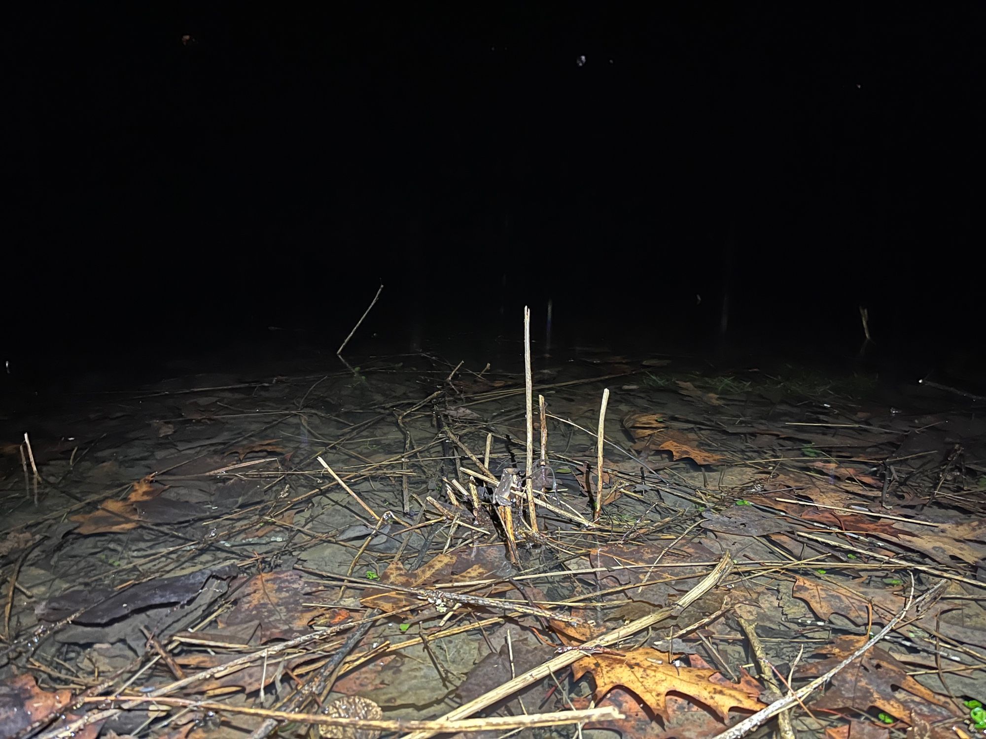 Spring peeper on dried plant stem in vernal pool