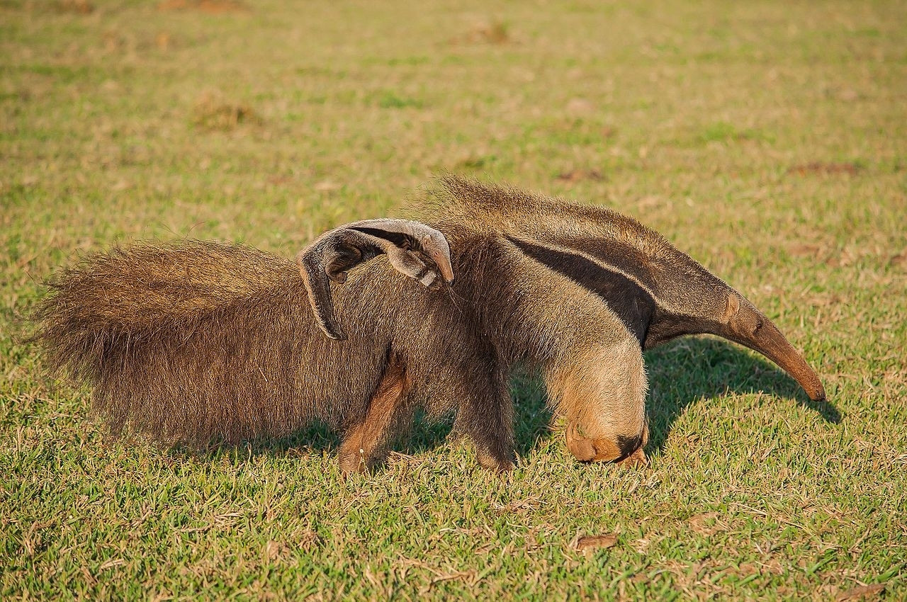 Giant anteater with a tiny baby on its back