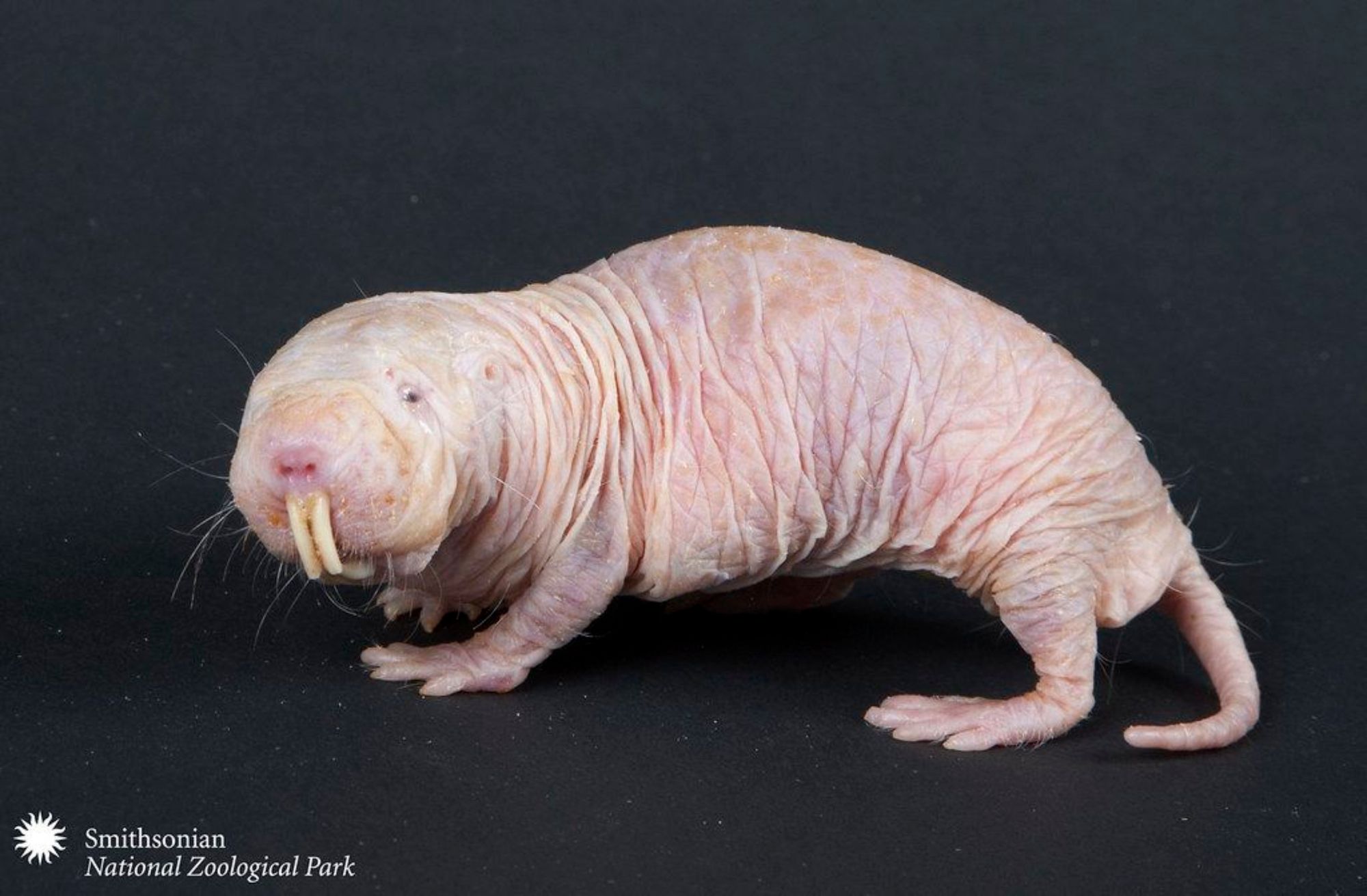 Naked mole rat (Smithsonian)