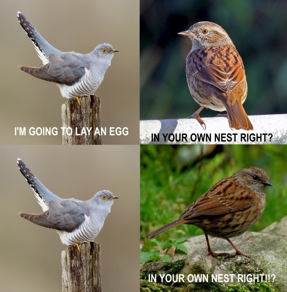 4 panel meme:

1. Cuckoo. Text reads : I'm going to lay an egg
2. Dunnock (common cuckoo host) : in your own nest right?
3: cuckoo: ...
4. Dunnock: In your own nest right!!?