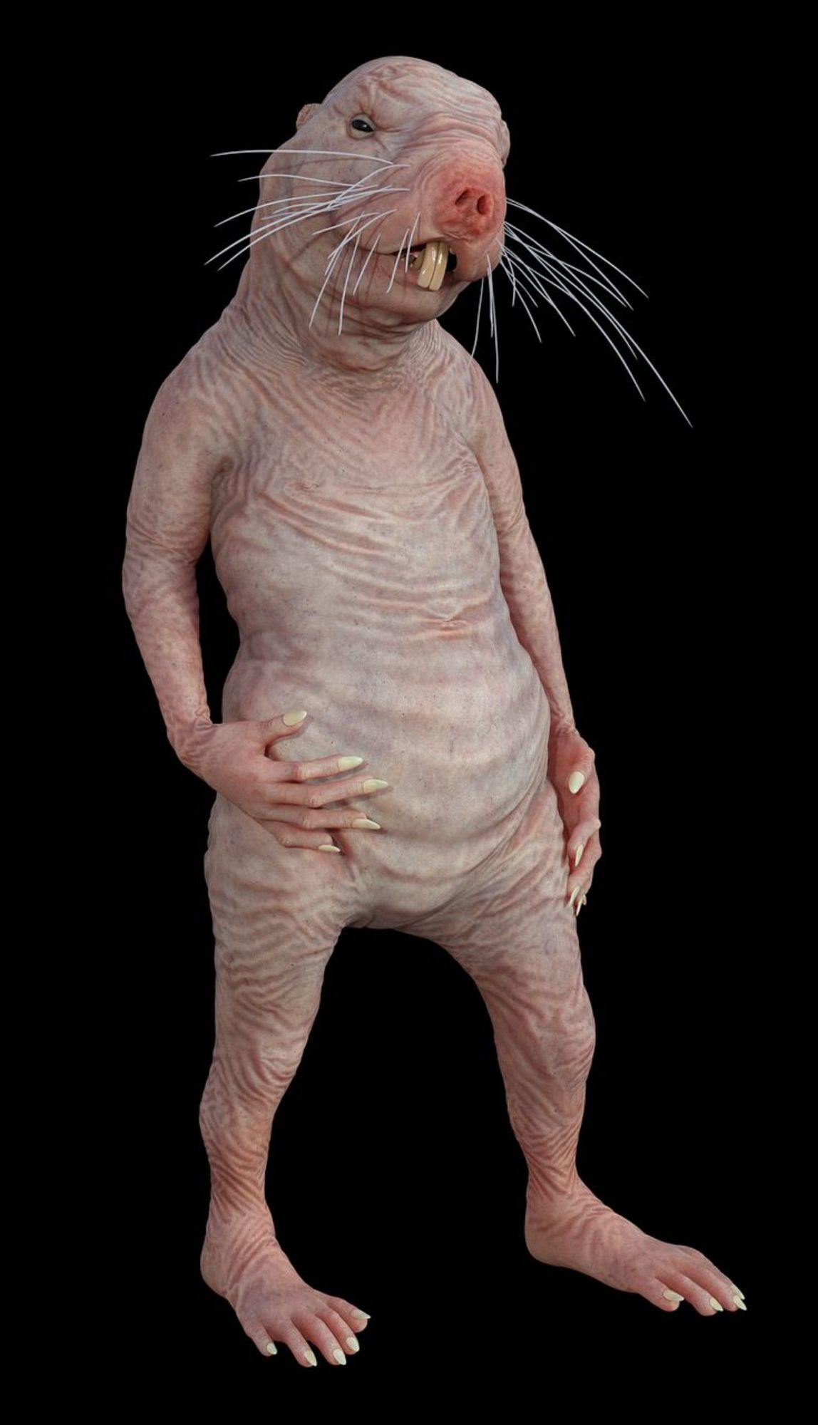 Creepy depiction of a naked mole rat standing up (anaterate)