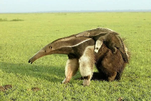 Baby anteater splooted out on mums back