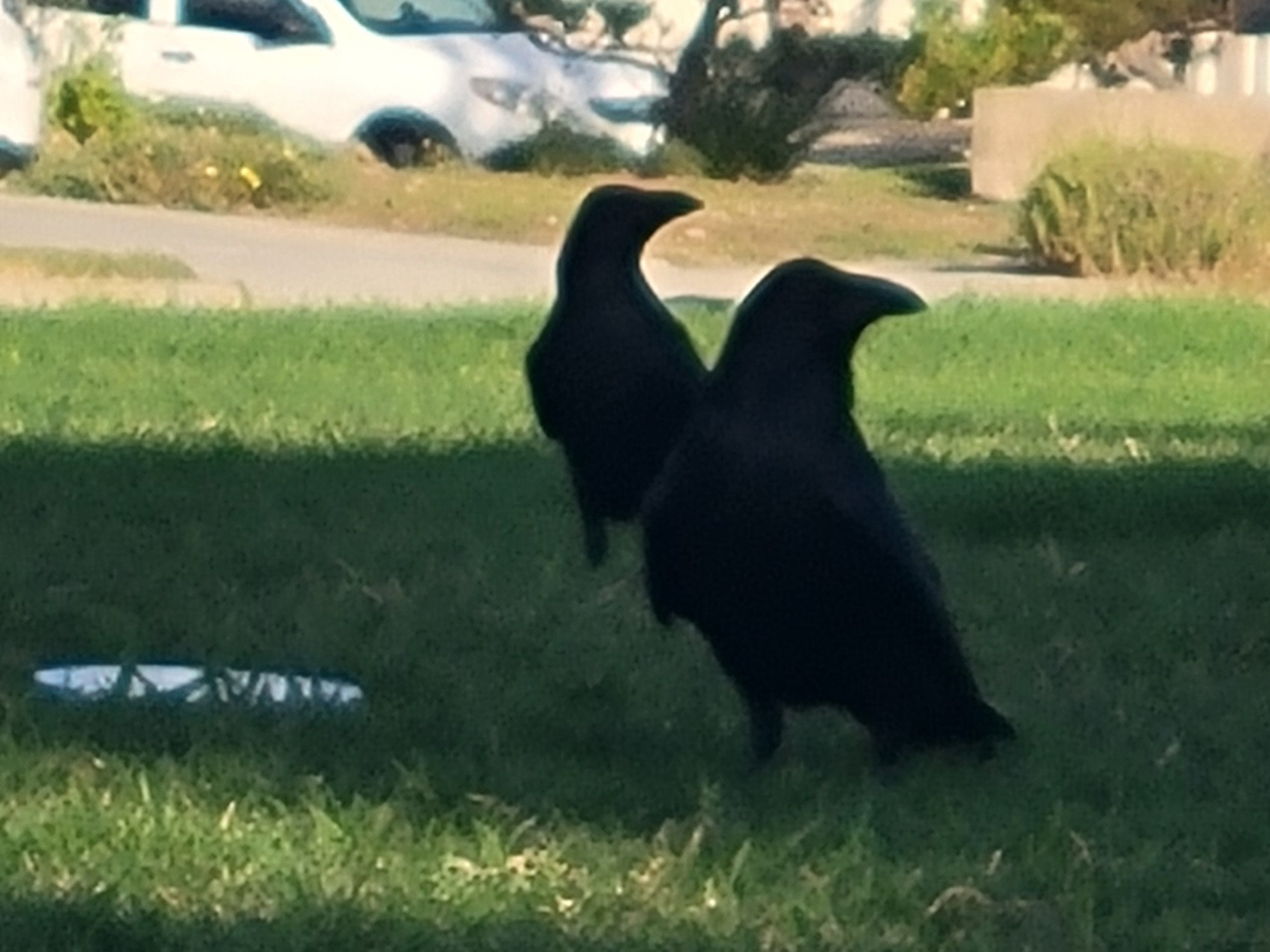 two silhouetted ravens standing in the grass near a white dish (it's a water bowl). They're in the shade and it's sunny behind them