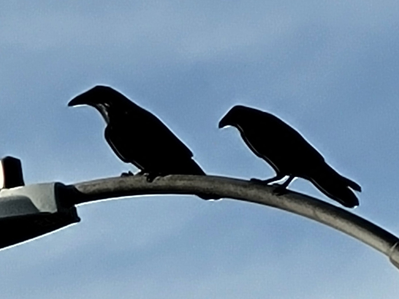 two raven silhouettes perched on a streetlamp