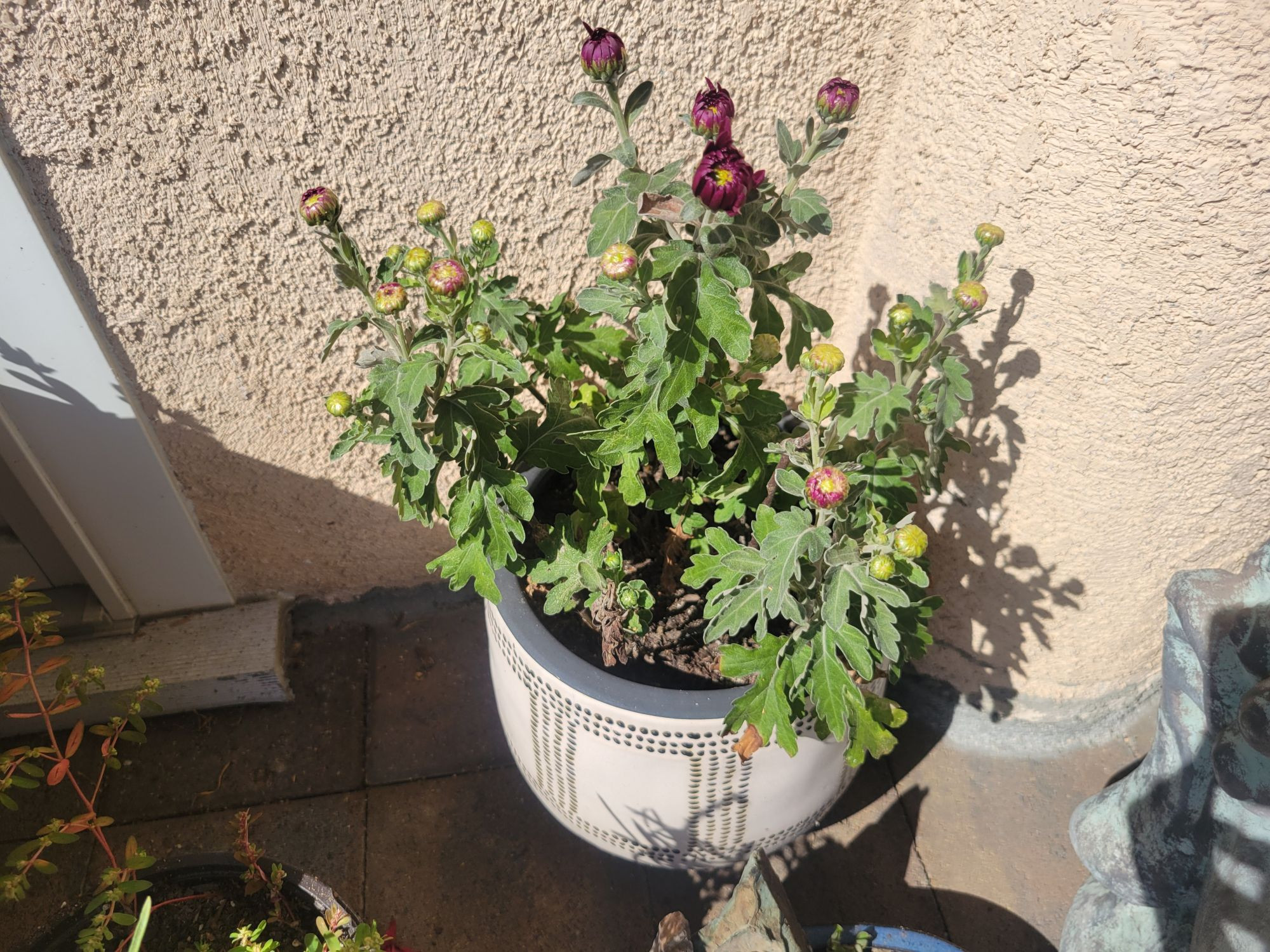 a potted chrysanthemum plant on a sunny porch. There are many green flower buds starting to turn purple. 