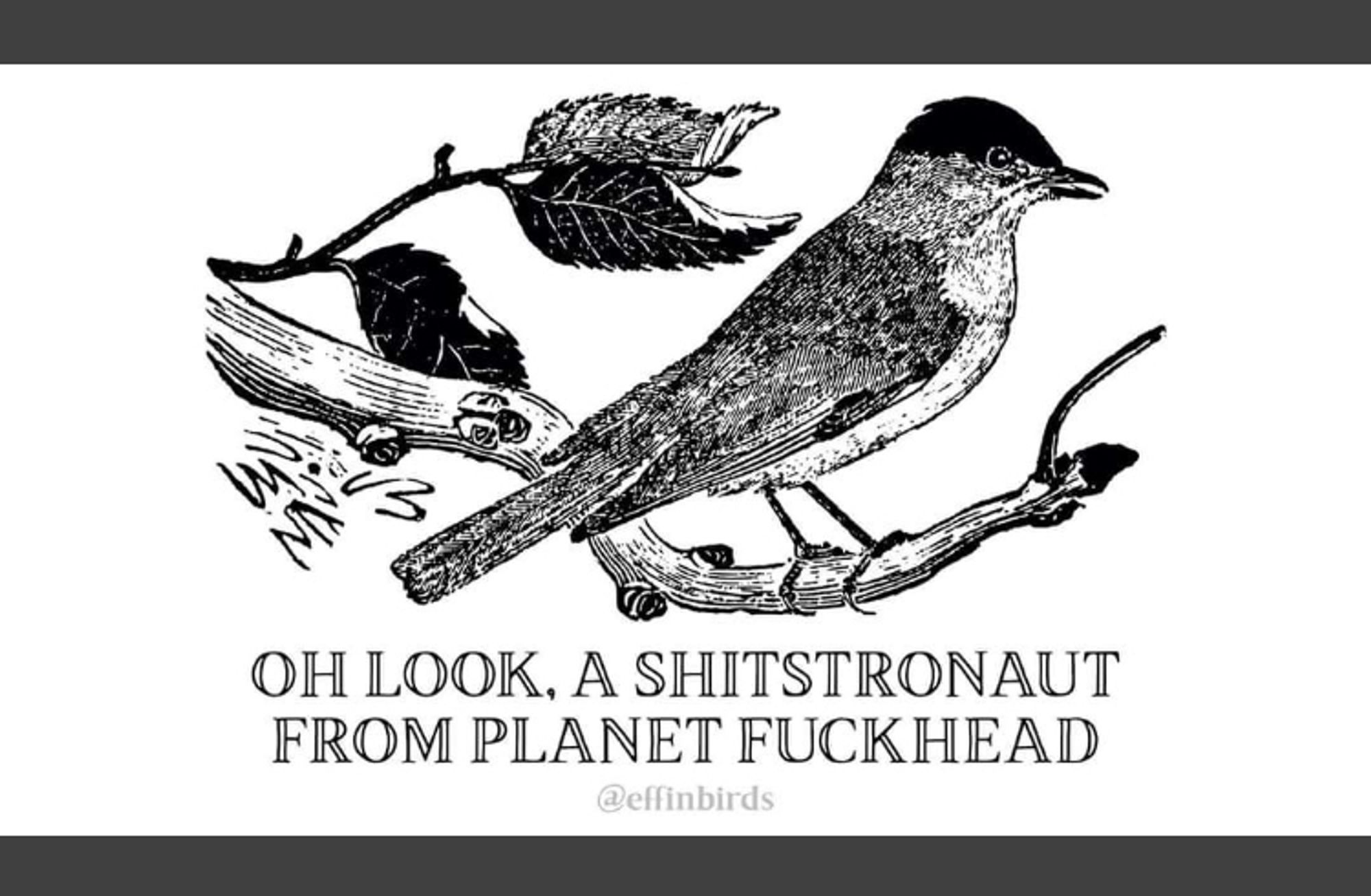 Black-and-white drawing of a bird on a branch with leaves. Caption states, “Oh, look, a shitstronaut from Planet Fuckhead.” From @effinbirds