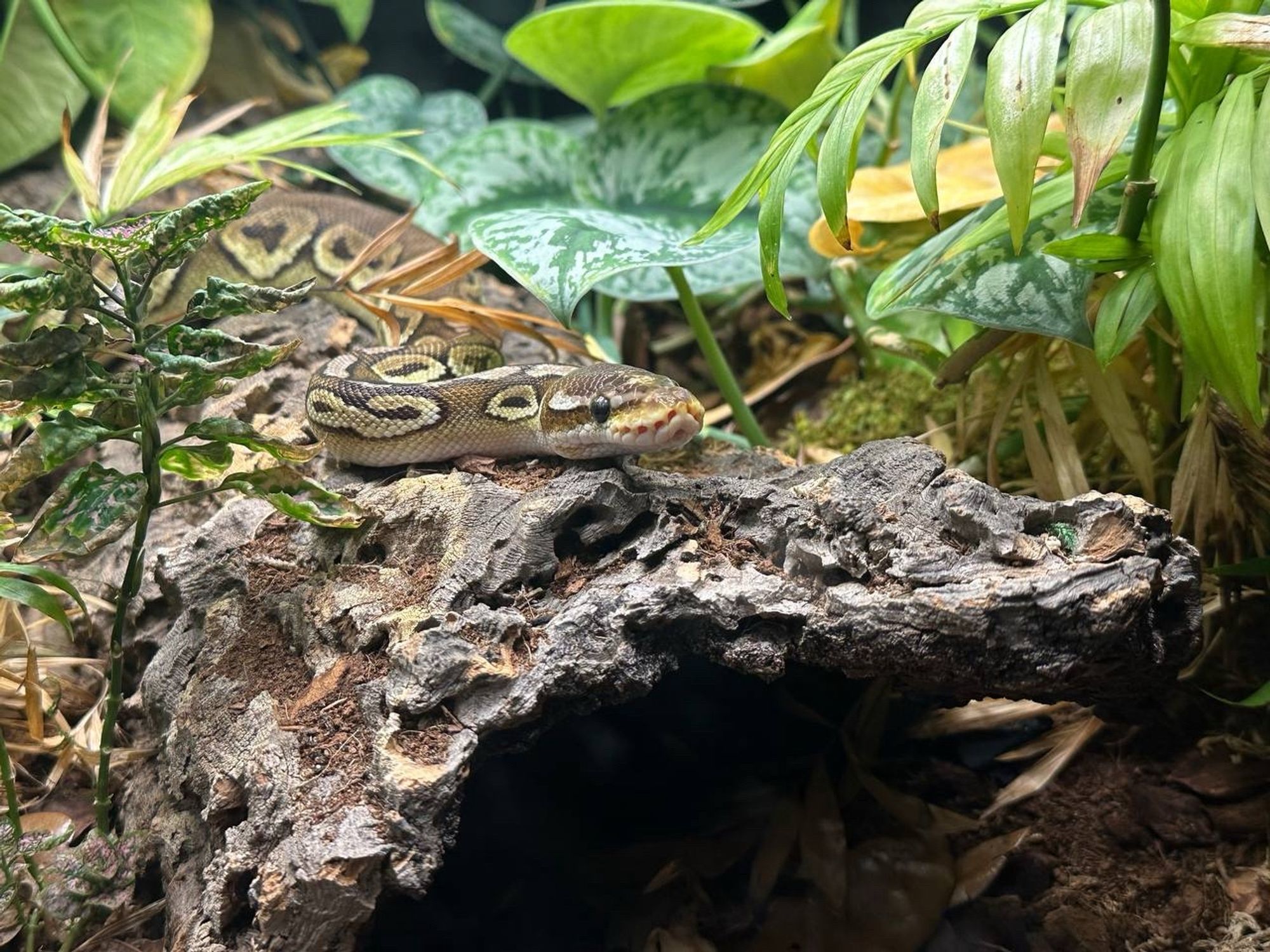 A ball python lying on a log in a bioactive vivarium.