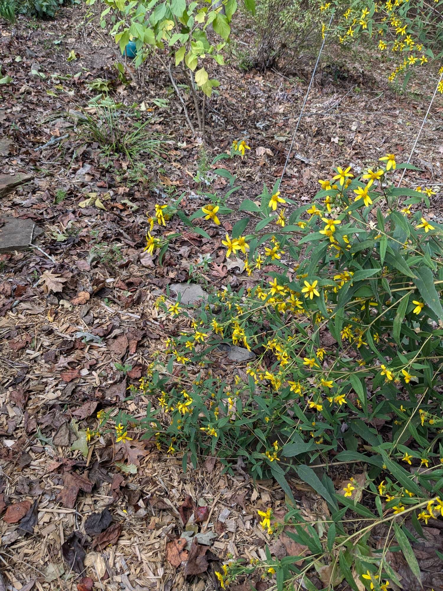 Stalks of woodland sunflowers blown over by Hurricane Helene.