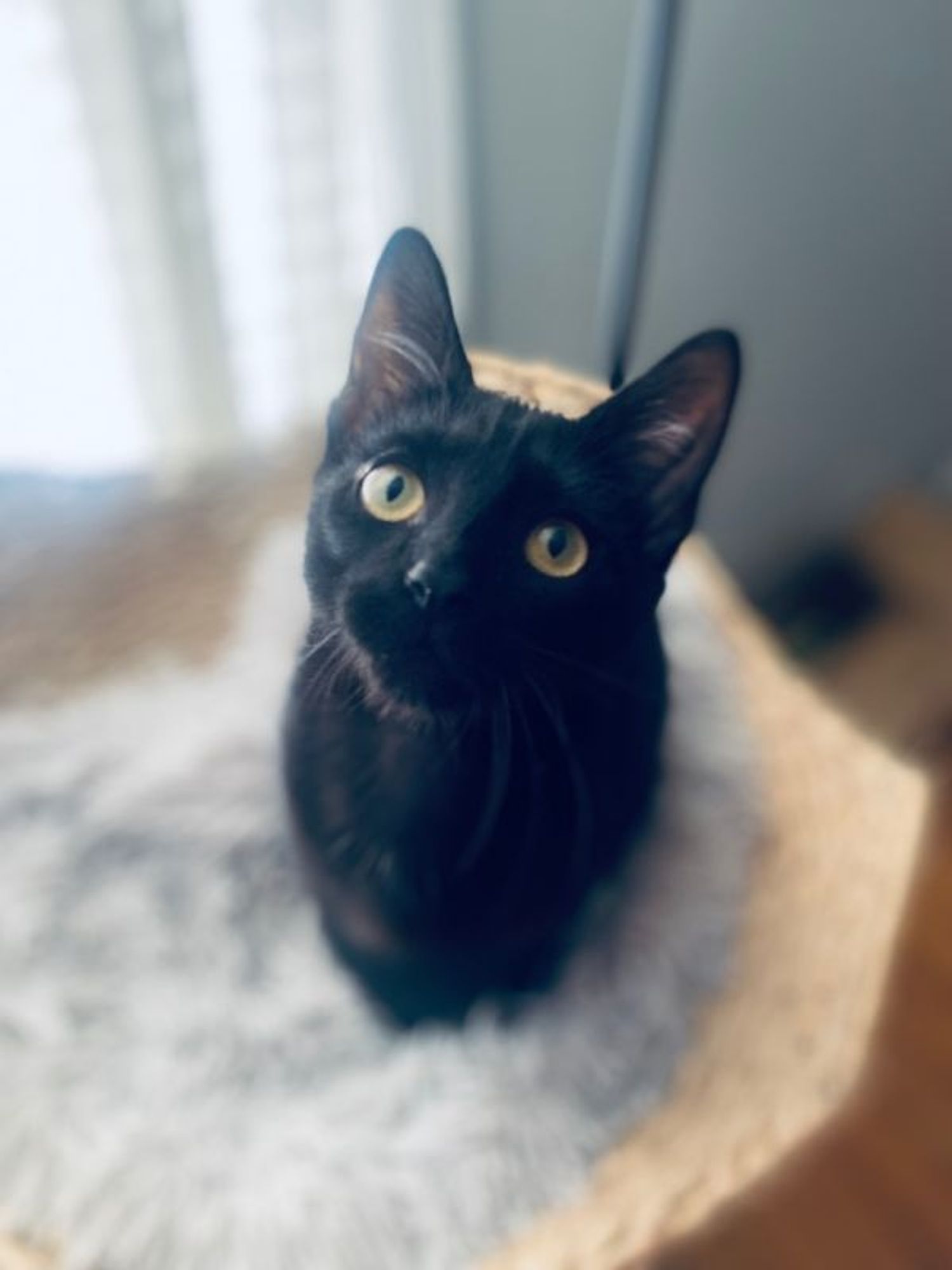 Ebony is a Domestic Short Hair cat, available for adoption in Columbus, OH.