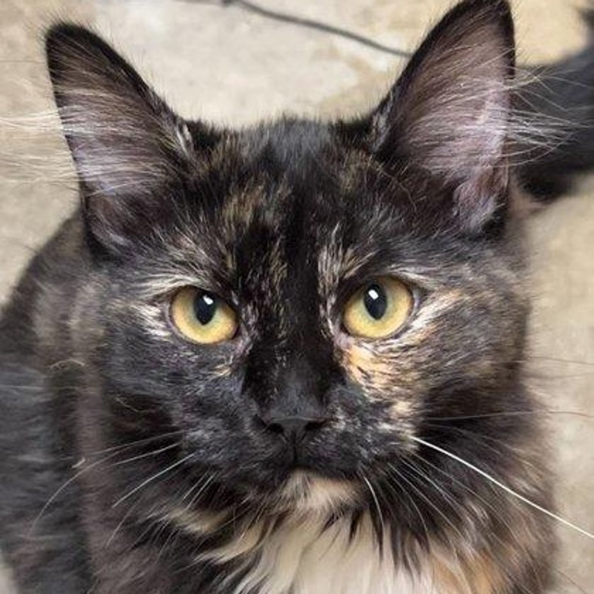 Honey is a Tortoiseshell cat, available for adoption in Quincy, IL.