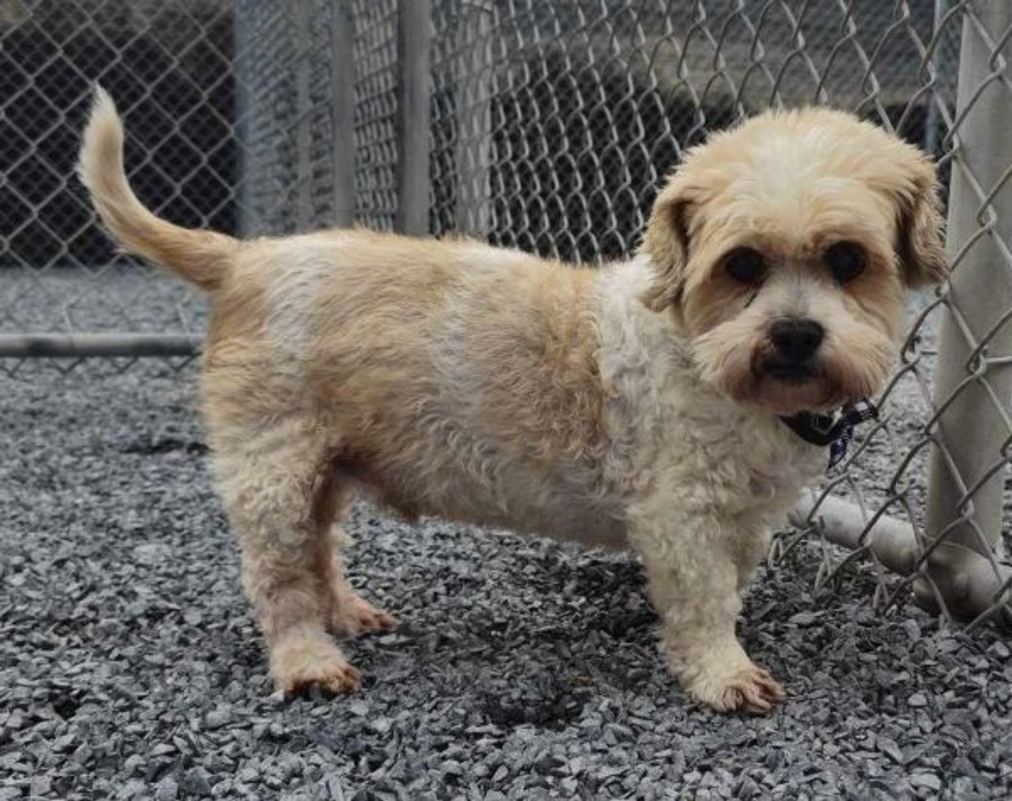 Alex is a Shih Tzu mix dog, available for adoption in Lewistown, PA.