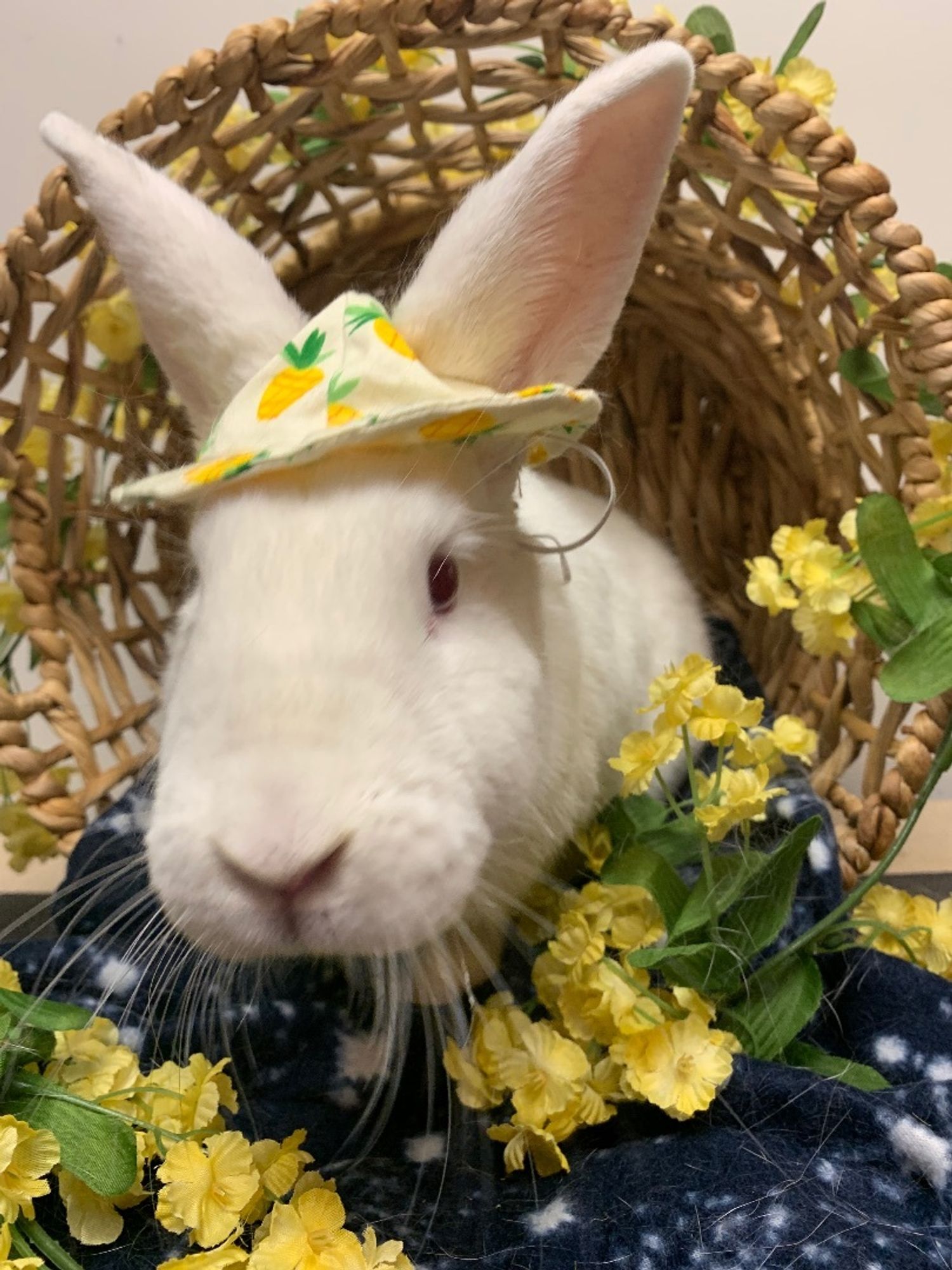 Pony is a New Zealand mix rabbit, available for adoption in Youngstown, OH.