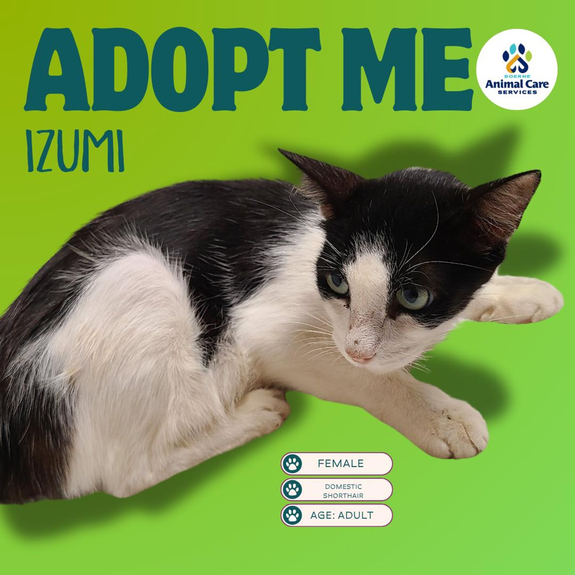 Izumi is a Domestic Short Hair cat, available for adoption in Boerne, TX.