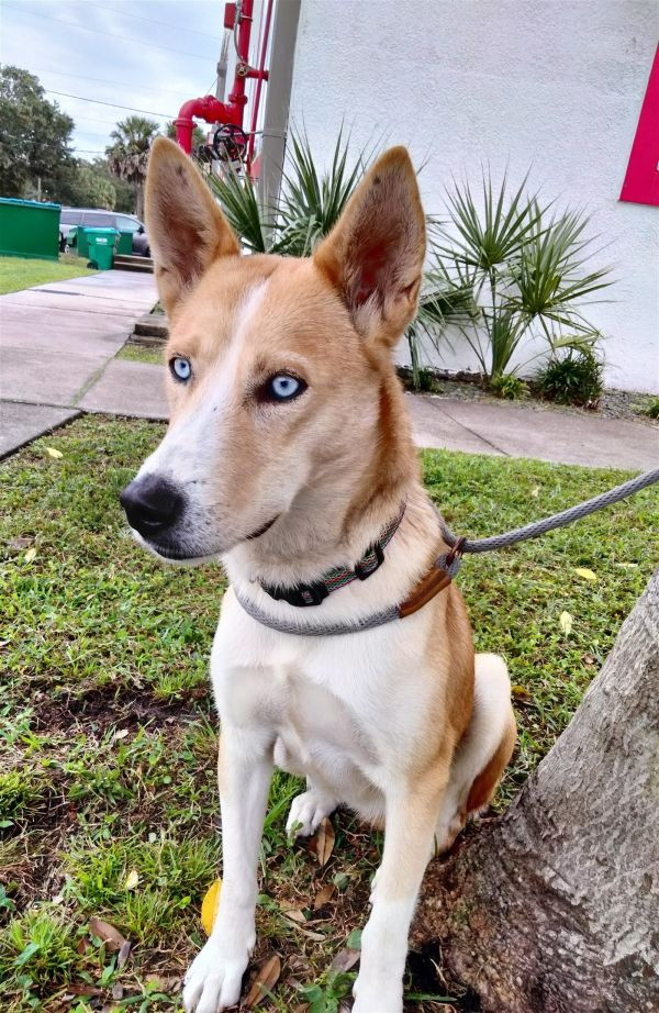 Laura is a Labrador Retriever and Husky mix dog, available for adoption in Sanford, FL.