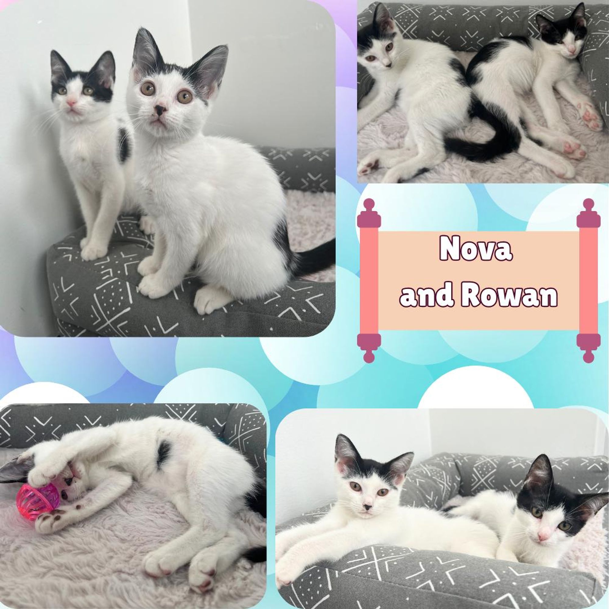 Nova and Rowan- Dog and Cat Friendly Kittens is a Domestic Short Hair cat, available for adoption in Port Chester, NY.