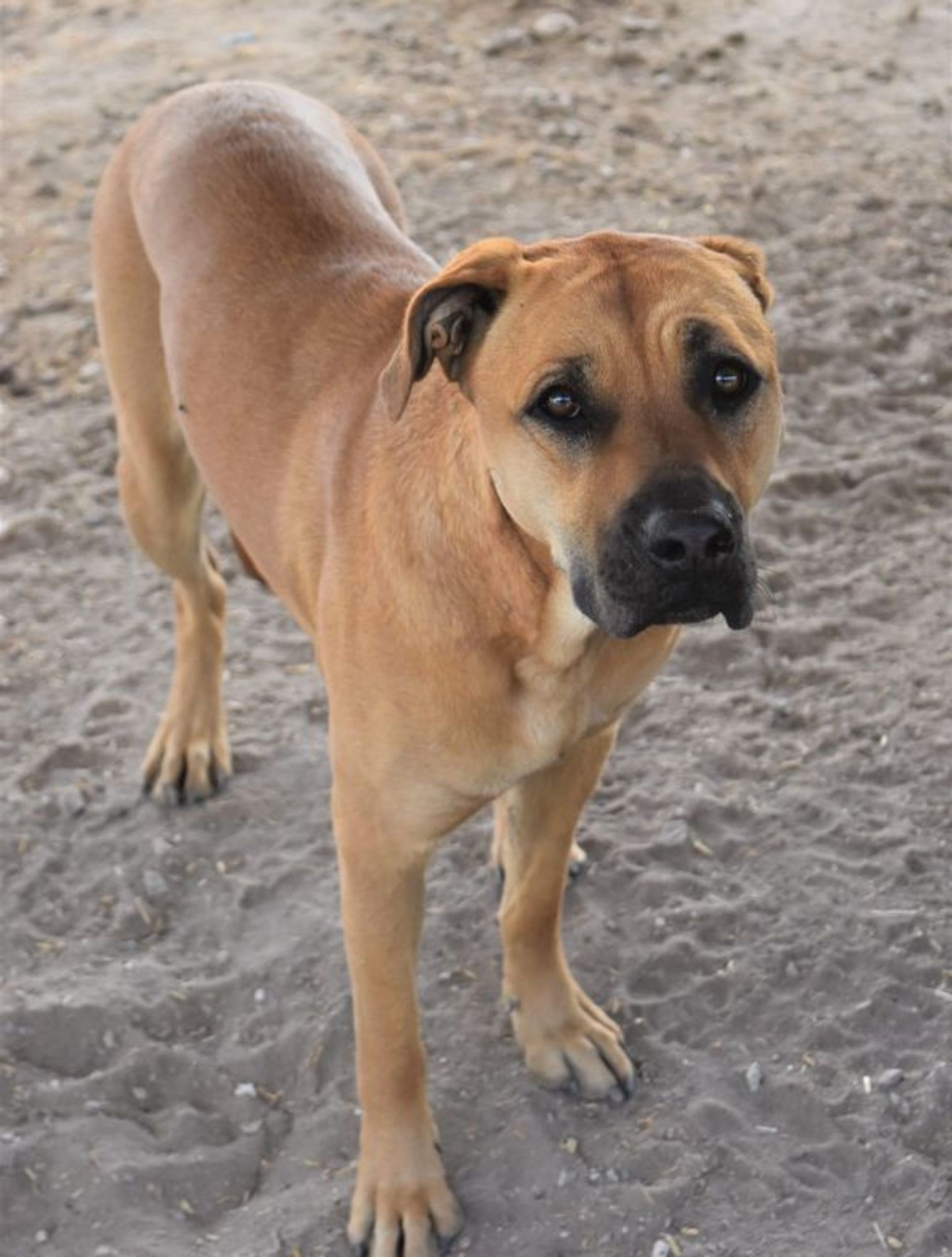 Callie is a Mastiff and Mixed Breed dog, available for adoption in Fallon, NV.