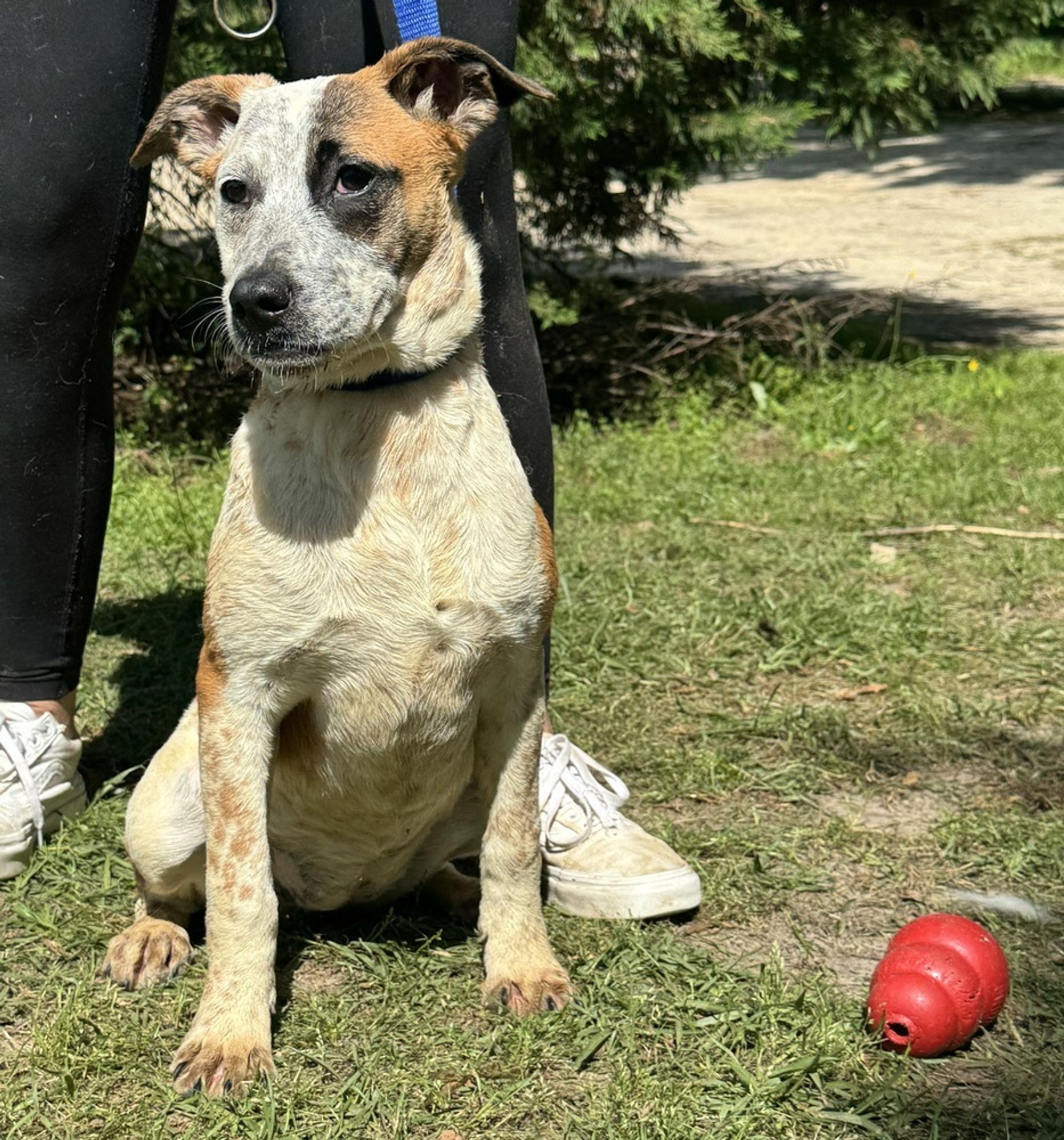 Triscuit is a Australian Cattle Dog / Blue Heeler available for adoption in Troy, AL.