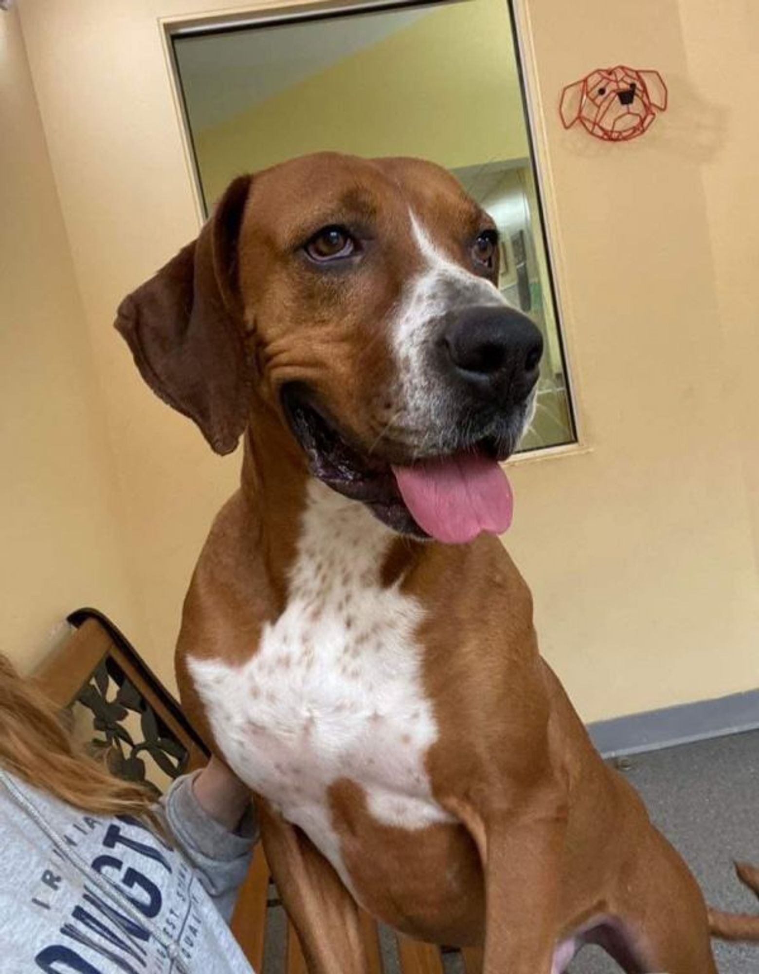 Conan is a Hound dog, available for adoption in Covington, VA.