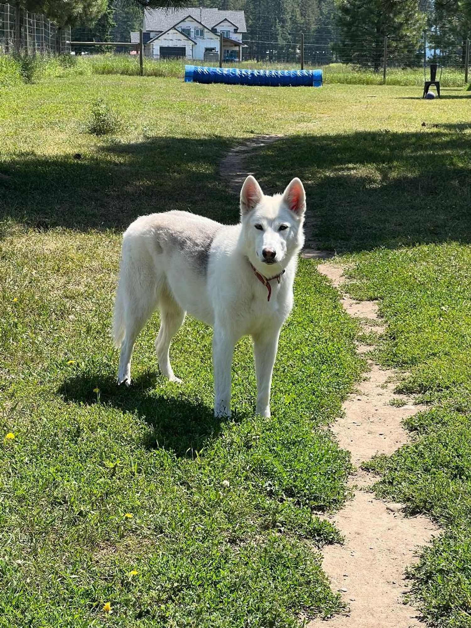 Abby and Loki is a Siberian Husky dog, available for adoption in Deer Park, WA.