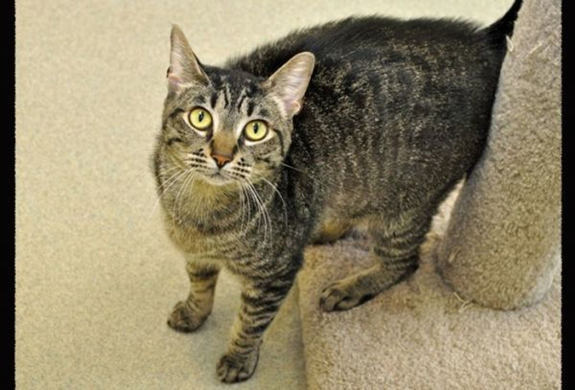 Tiki Cat is a Domestic Short Hair cat, available for adoption in Oak Harbor, WA.