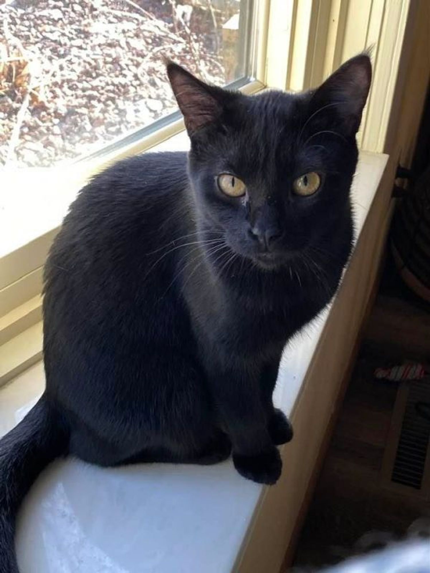 COMET is a Domestic Short Hair cat, available for adoption in Grand Forks, ND.