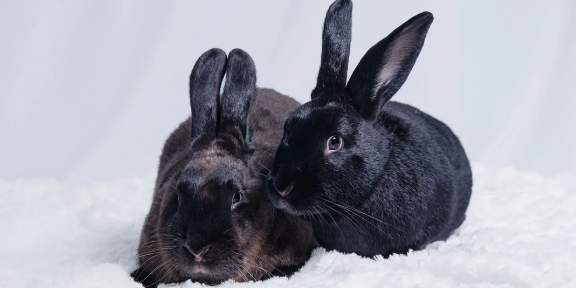 Jack and Sally is a Flemish Giant rabbit, available for adoption in Kansas City, MO.