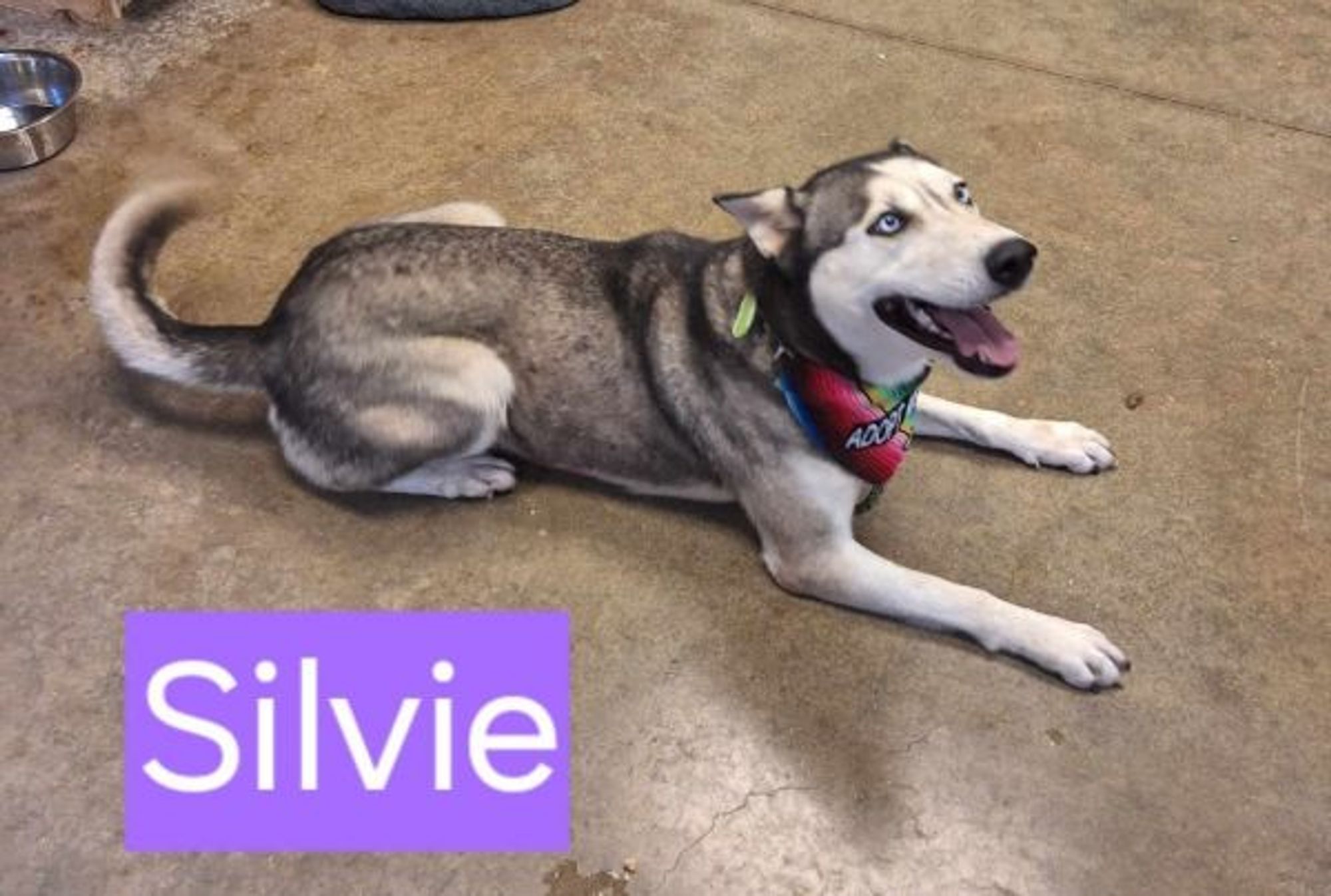 Silvie is a Husky dog, available for adoption in Lockhart, TX.