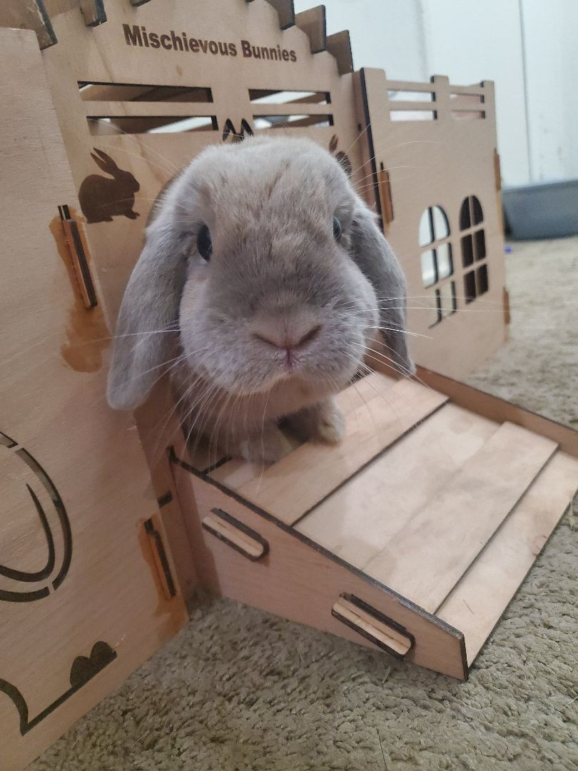 Nugget is a Holland Lop rabbit, available for adoption in Los Angeles, CA.