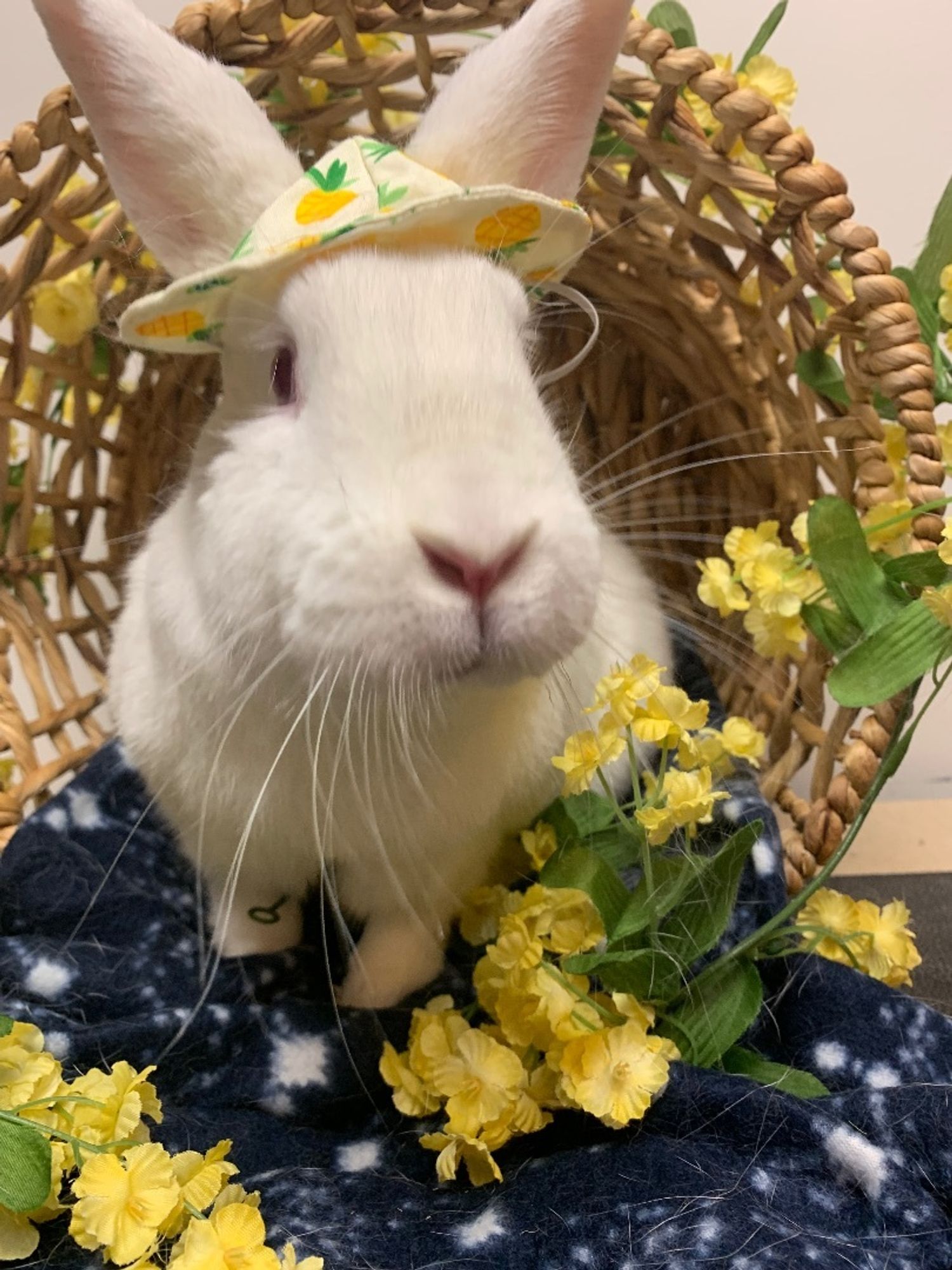 Pony is a New Zealand mix rabbit, available for adoption in Youngstown, OH.