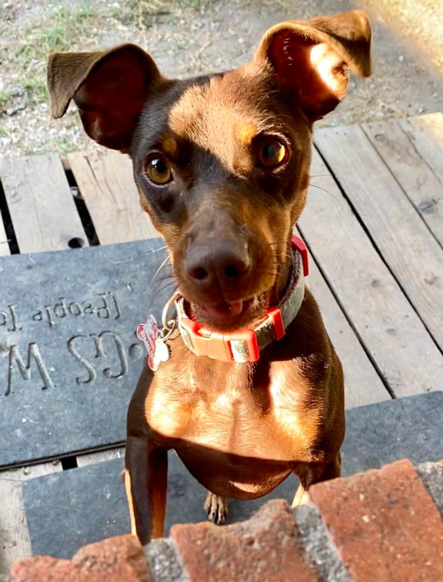 Bentley is a Miniature Pinscher dog, available for adoption in Houston, TX.