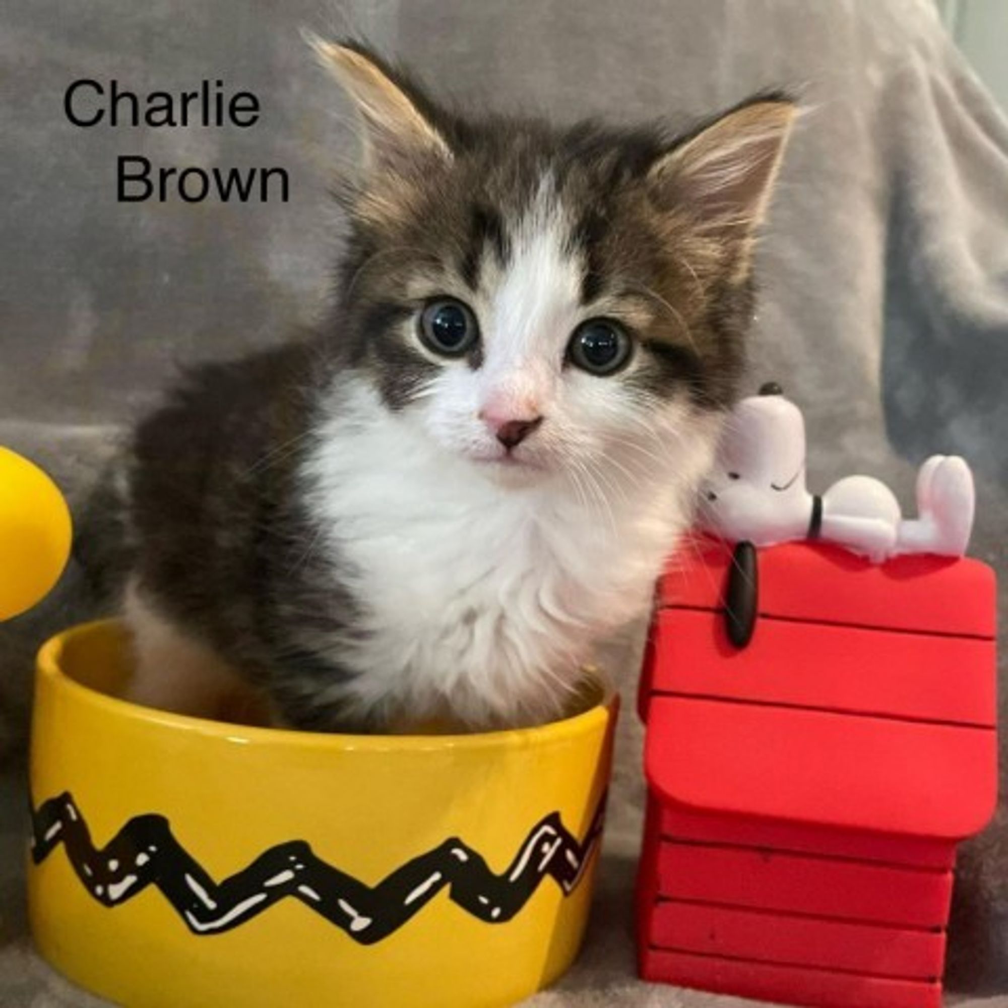 Charlie Brown is a Domestic Long Hair cat, available for adoption in Winchester, VA.