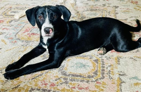 OliveOyl is a Hound and Labrador Retriever dog, available for adoption in Princeton, MN.