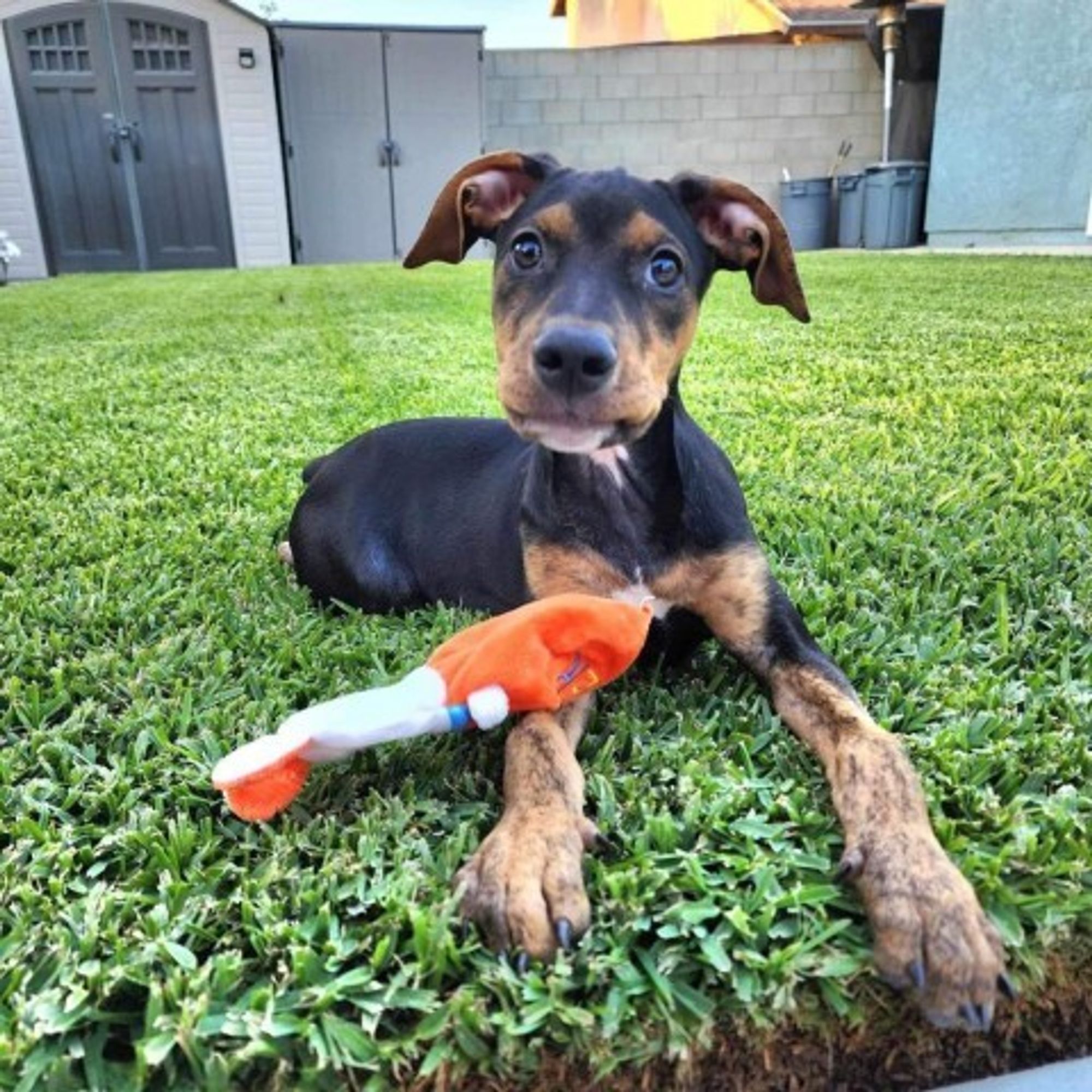 Ravey-*Available 9/29* Chino Hills Location is a Doberman Pinscher mix dog, available for adoption in Chino Hills, CA.