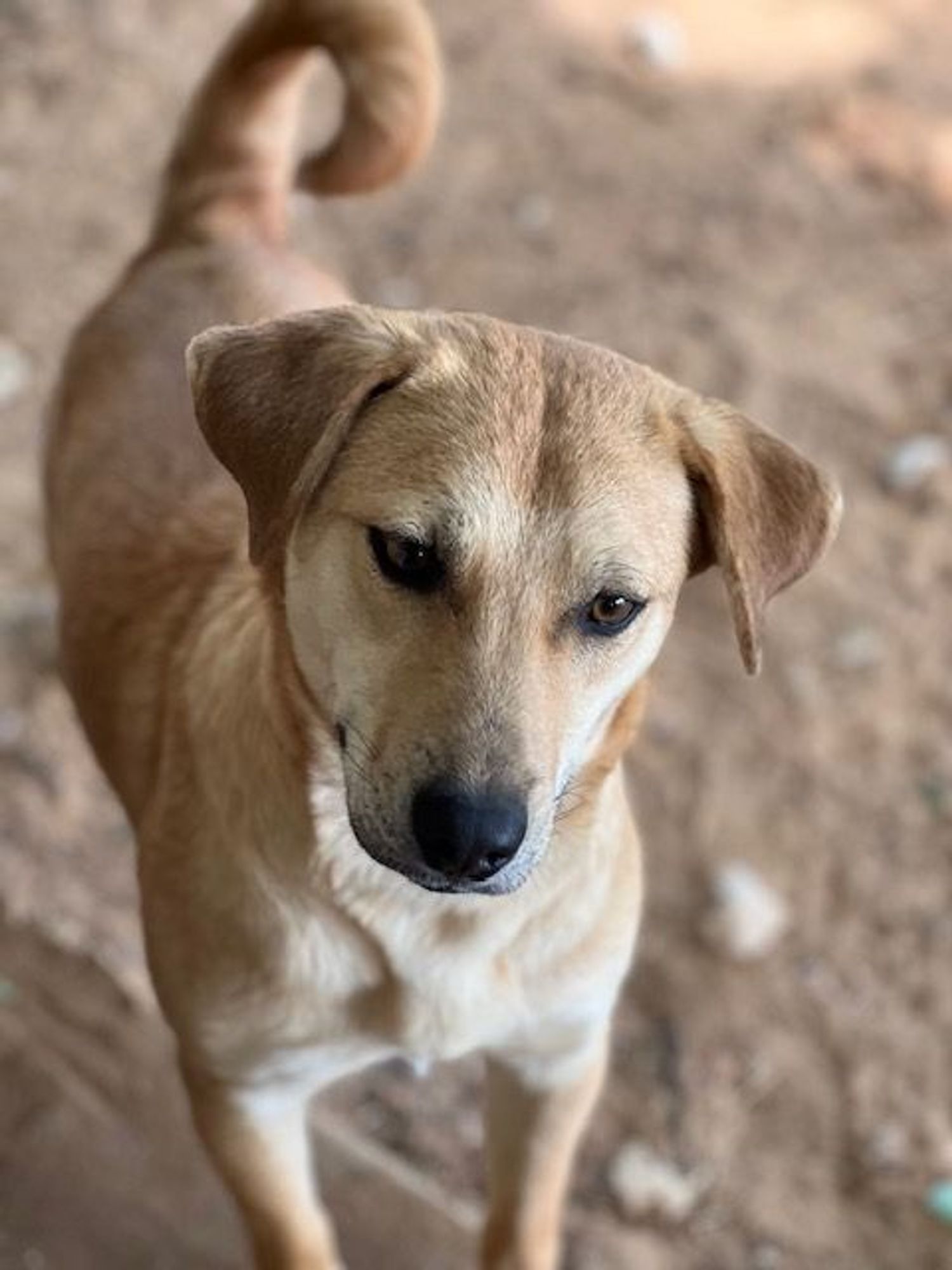 Margie is a Terrier mix dog, available for adoption in Paradise, TX.