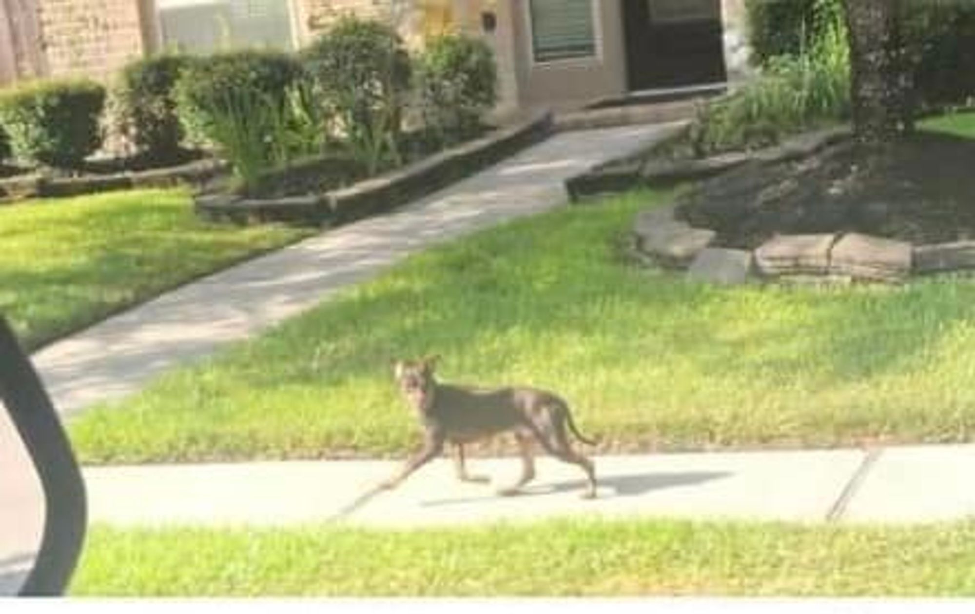 Bentley is a Miniature Pinscher dog, available for adoption in Houston, TX.