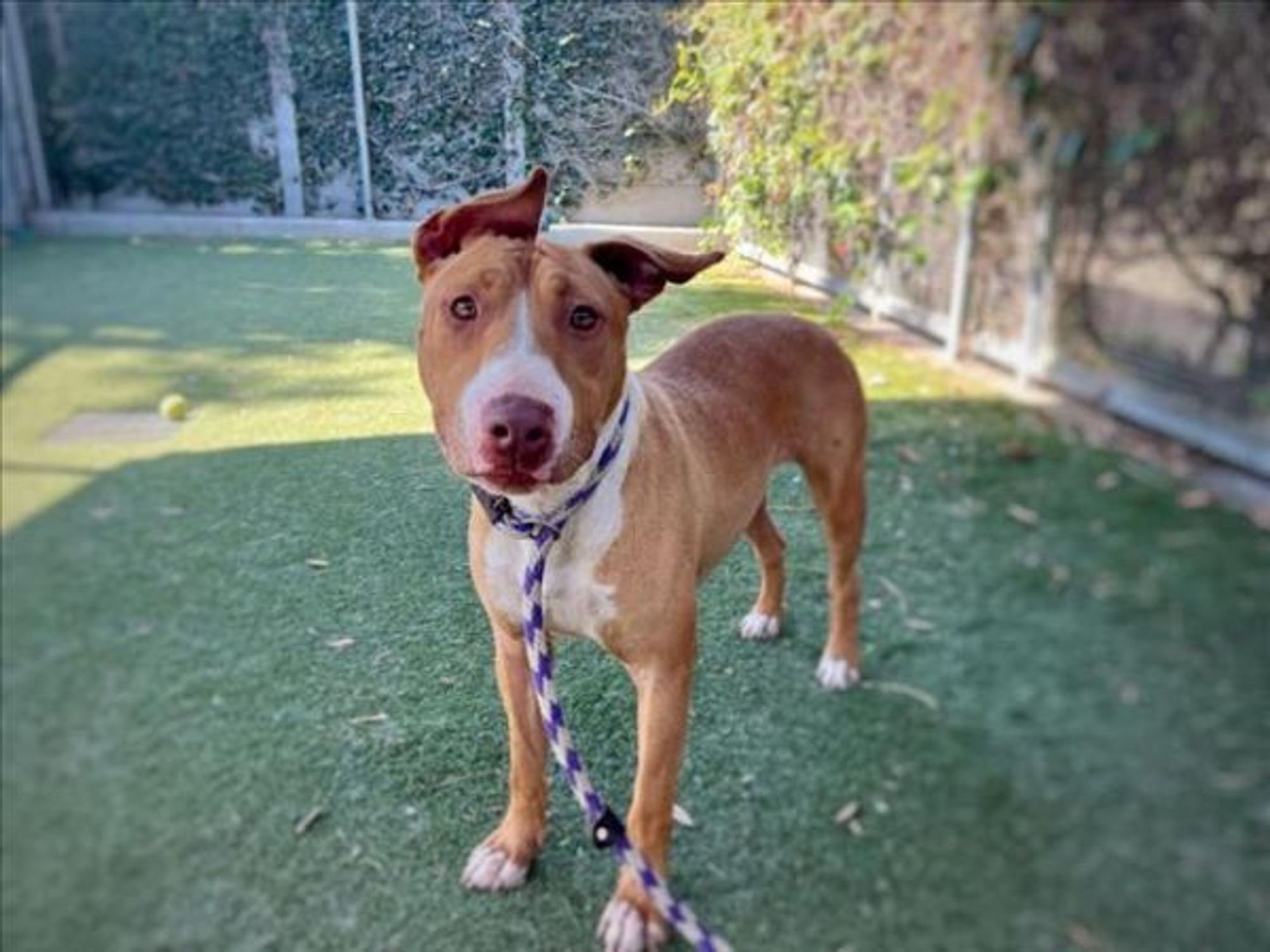 STARK is a Bull Terrier and Mixed Breed dog, available for adoption in Los Angeles, CA.