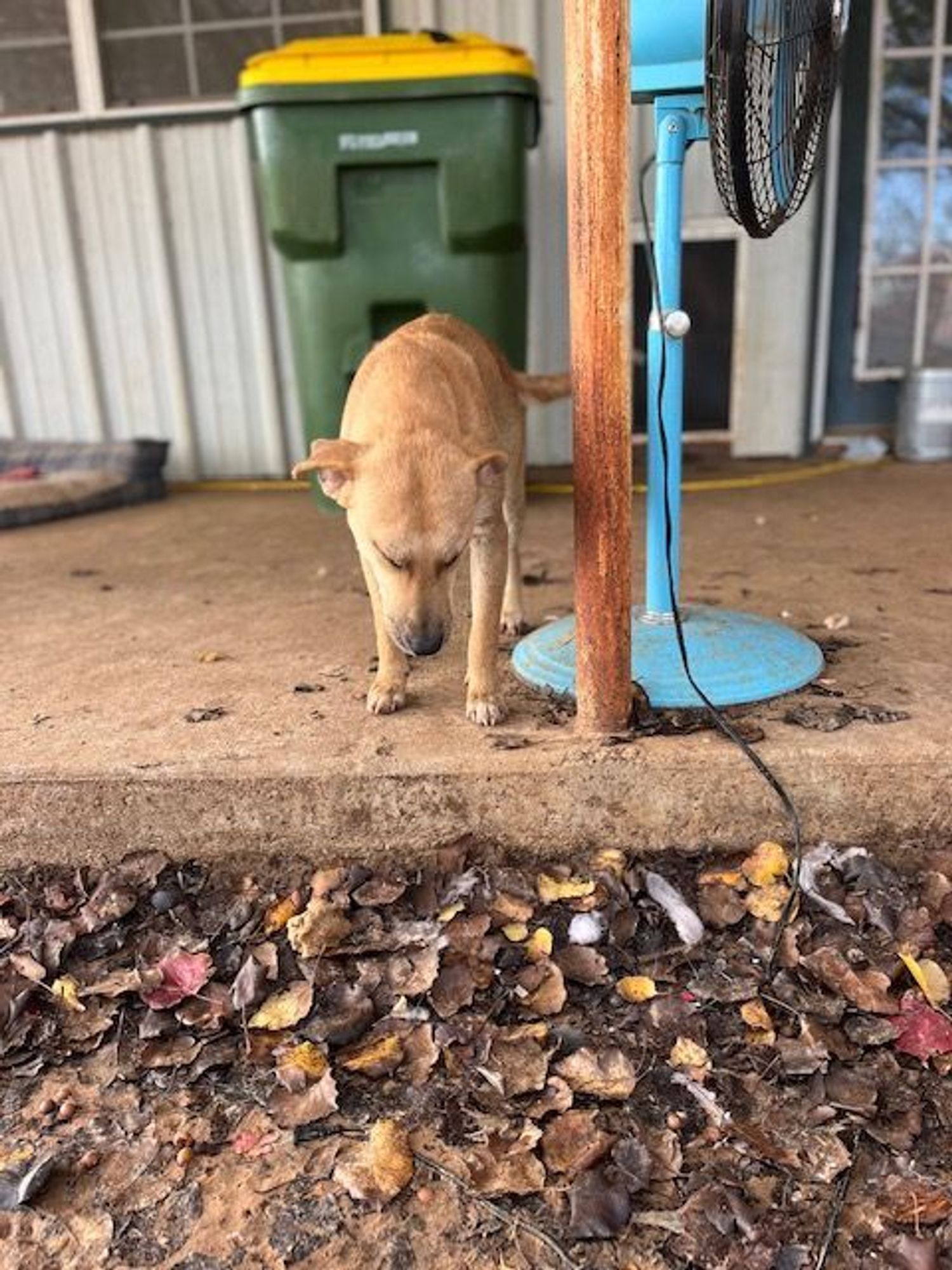 Margie is a Terrier mix dog, available for adoption in Paradise, TX.