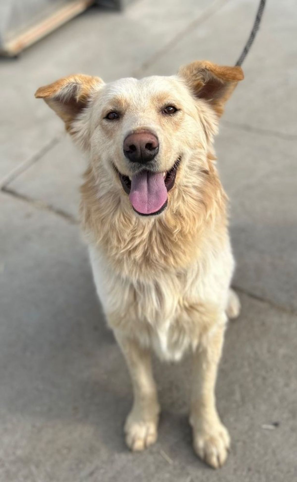 Hamilton 2 is a Great Pyrenees and Golden Retriever dog, available for adoption in Fort Lupton, CO.