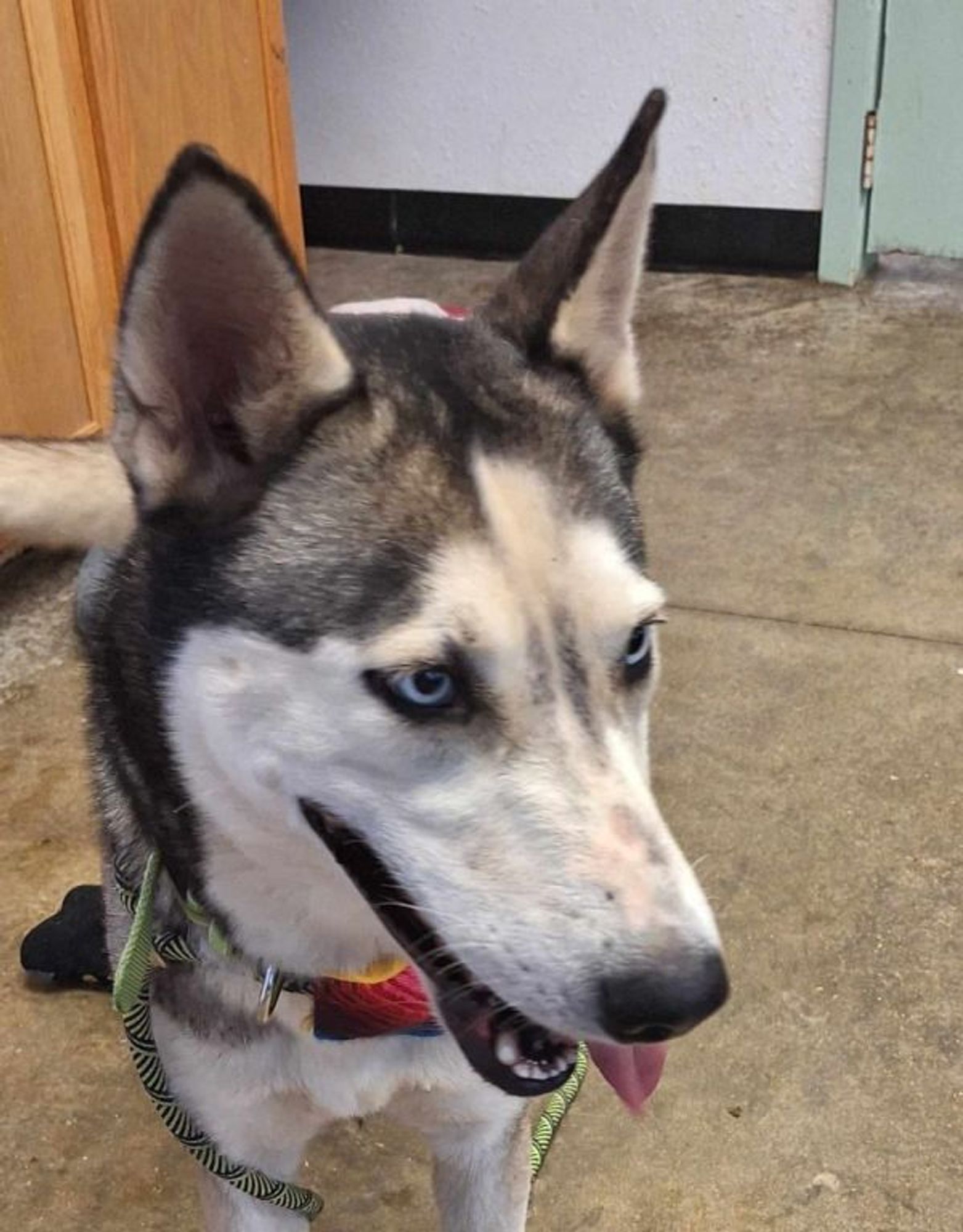 Silvie is a Husky dog, available for adoption in Lockhart, TX.