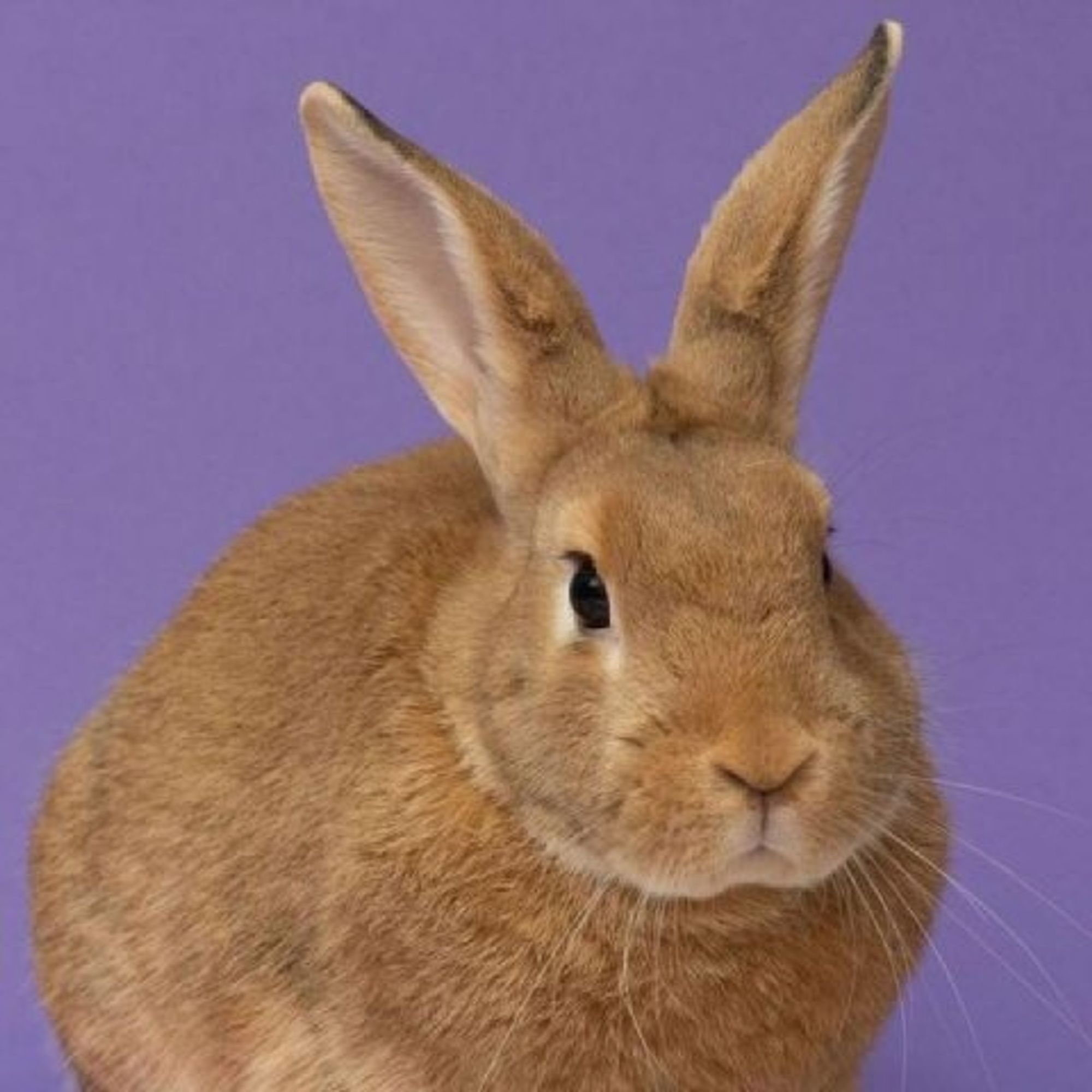 Russet Potato is a Cinnamon rabbit, available for adoption in Richmond, CA.