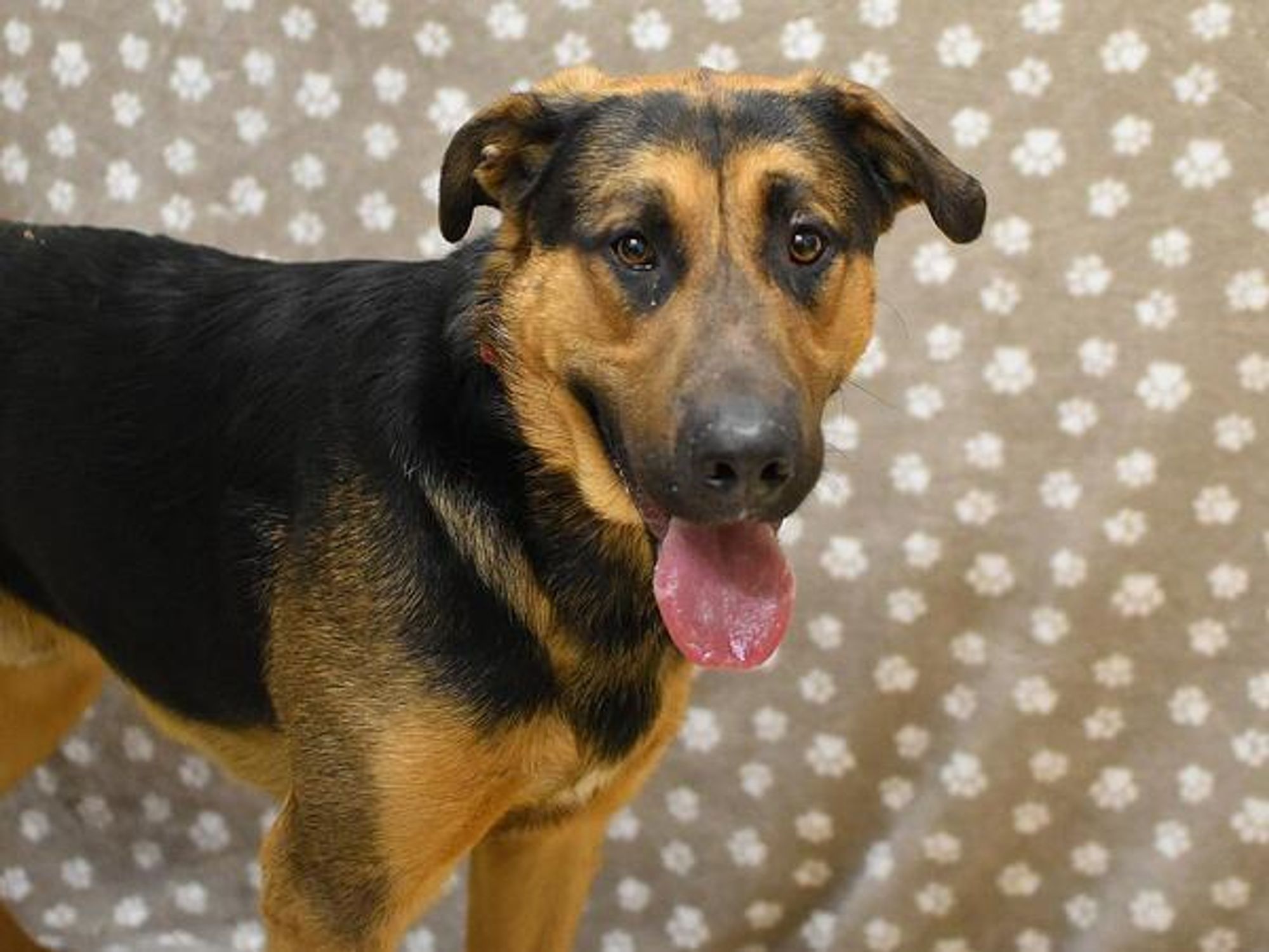 Douglas is a German Shepherd Dog mix dog, available for adoption in Portland, OR.