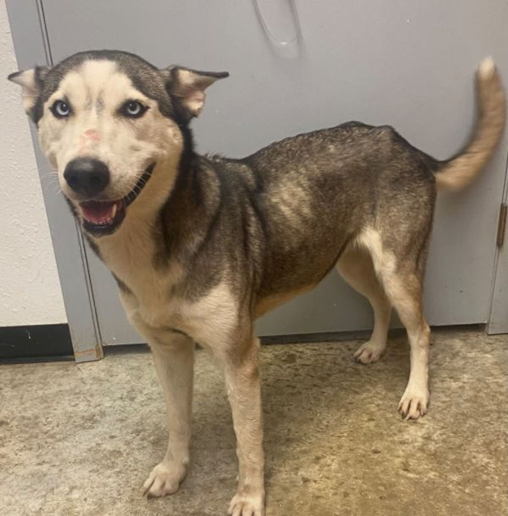 Silvie is a Husky dog, available for adoption in Lockhart, TX.