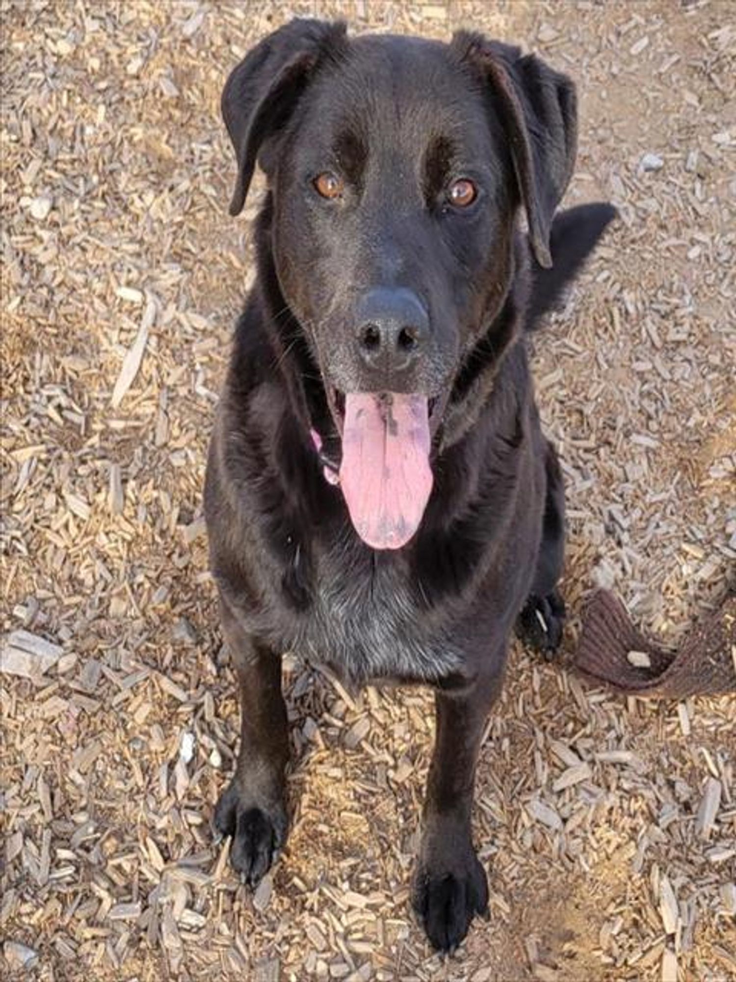 LAYLA is a Labrador Retriever and Mixed Breed dog, available for adoption in Albuquerque, NM.