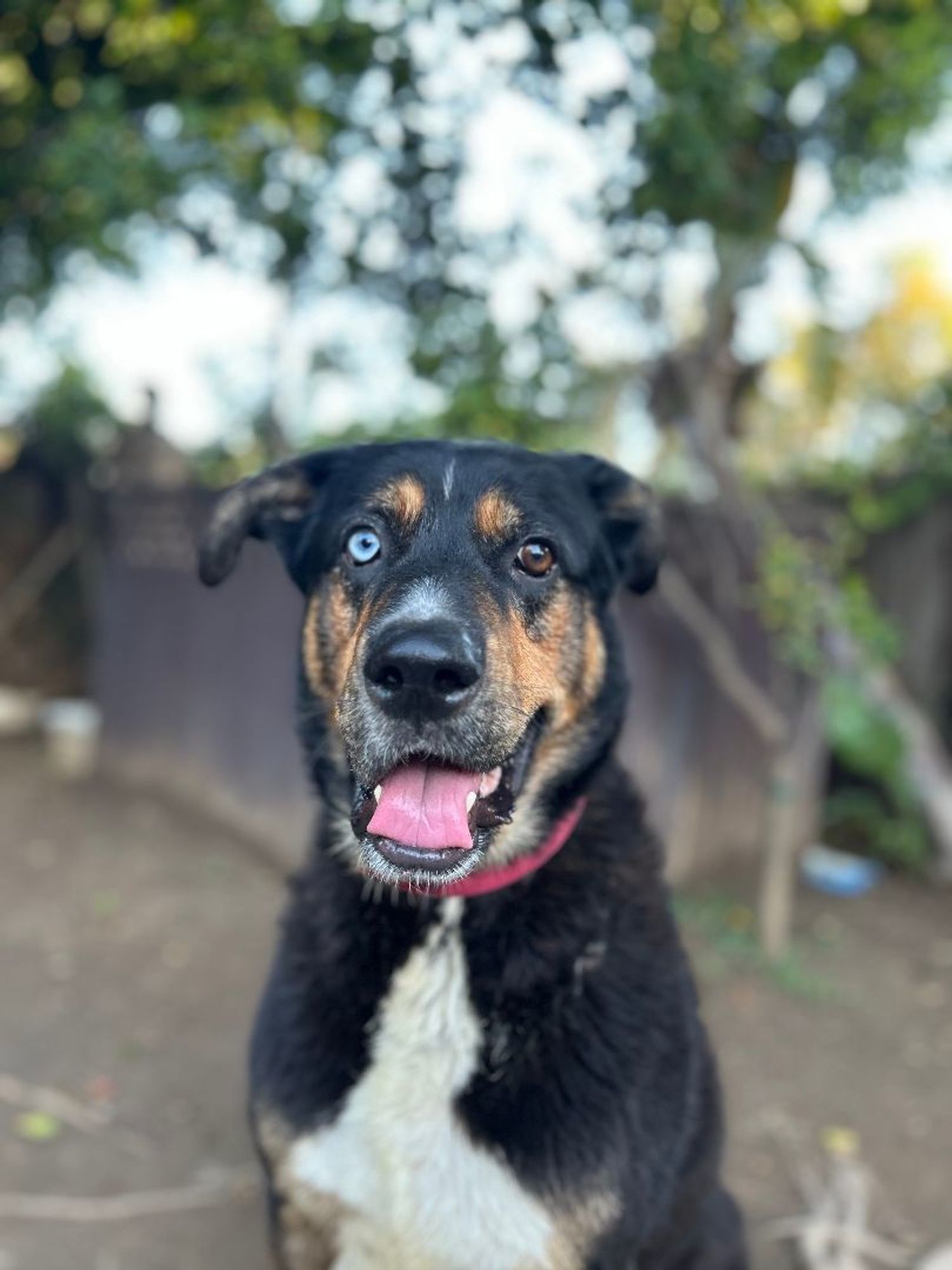 Blue is a Beauceron and Rottweiler dog, available for adoption in woodland hills, CA.