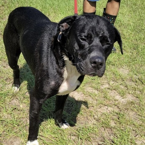 Tango is a Black Labrador Retriever mix dog, available for adoption in Shorter, AL.