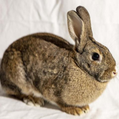 Ginger is a American and Dutch rabbit, available for adoption in Napa, CA.